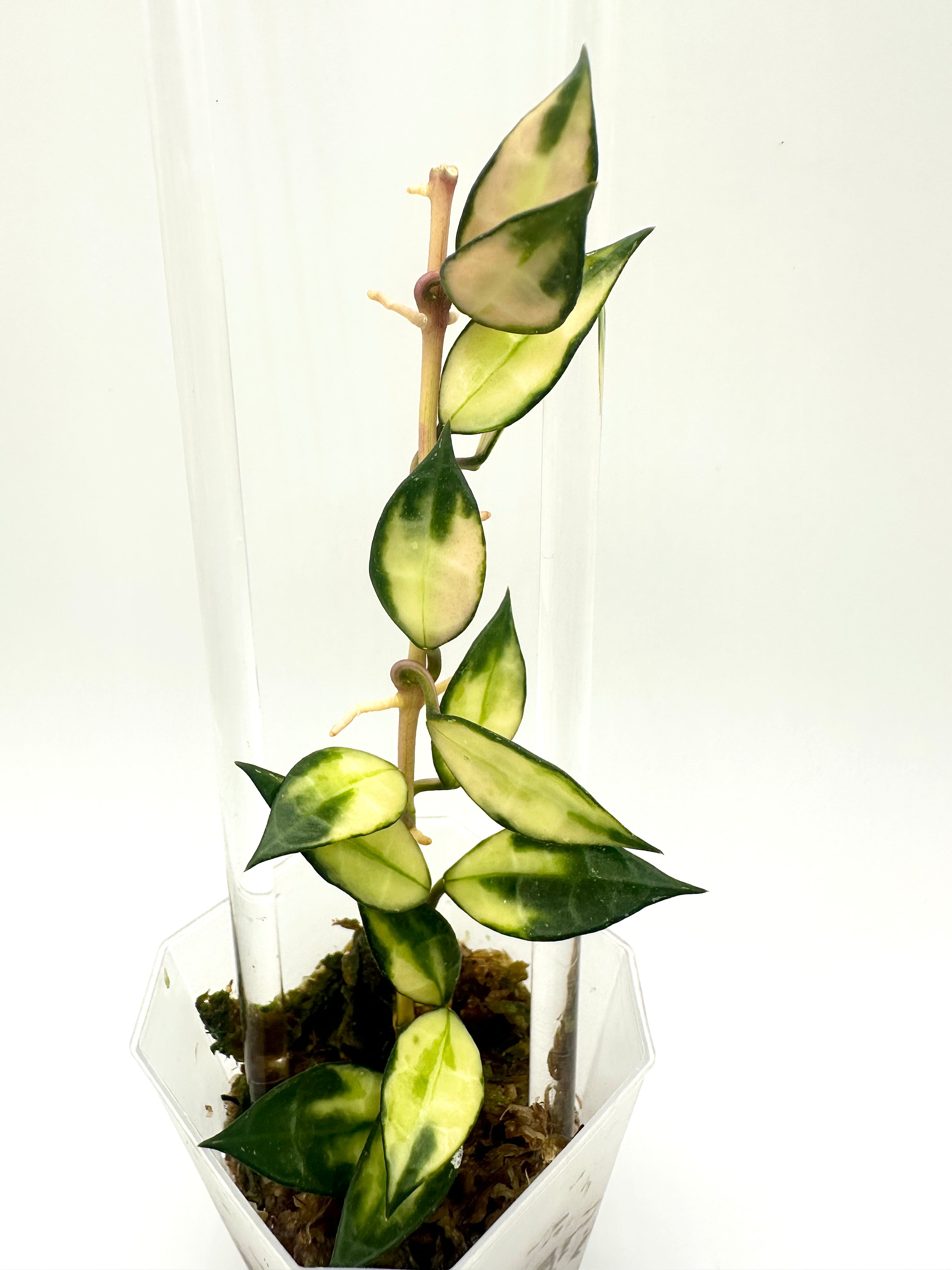 Hoya Lacunosa Var. (A)