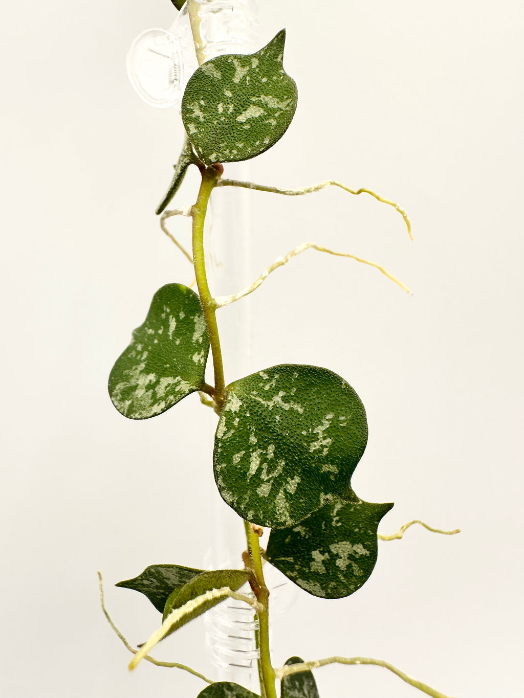 Hoya Curtisii Splash