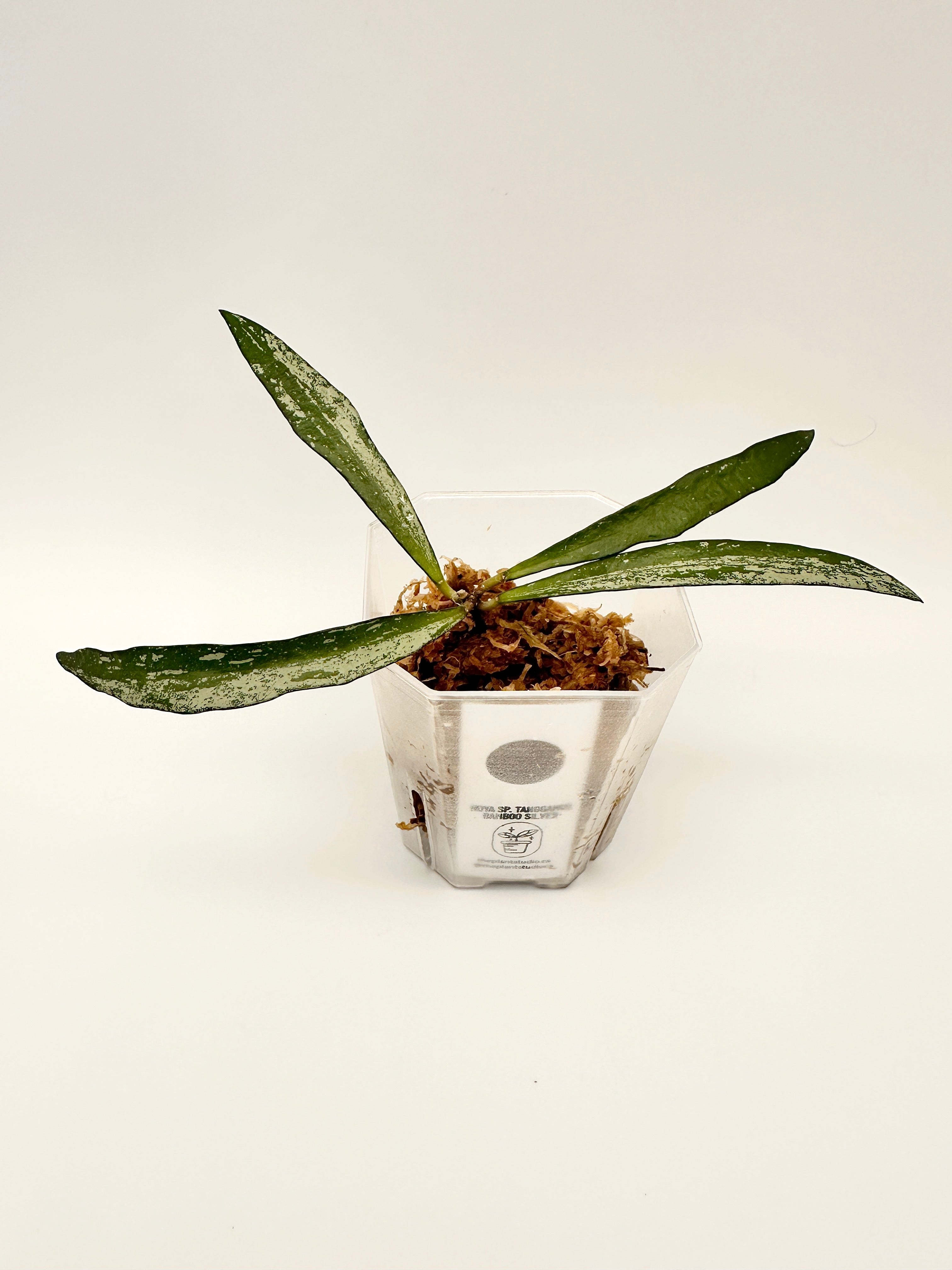 Hoya Sp. Tanggamus Bamboo Leaf Silver (B)