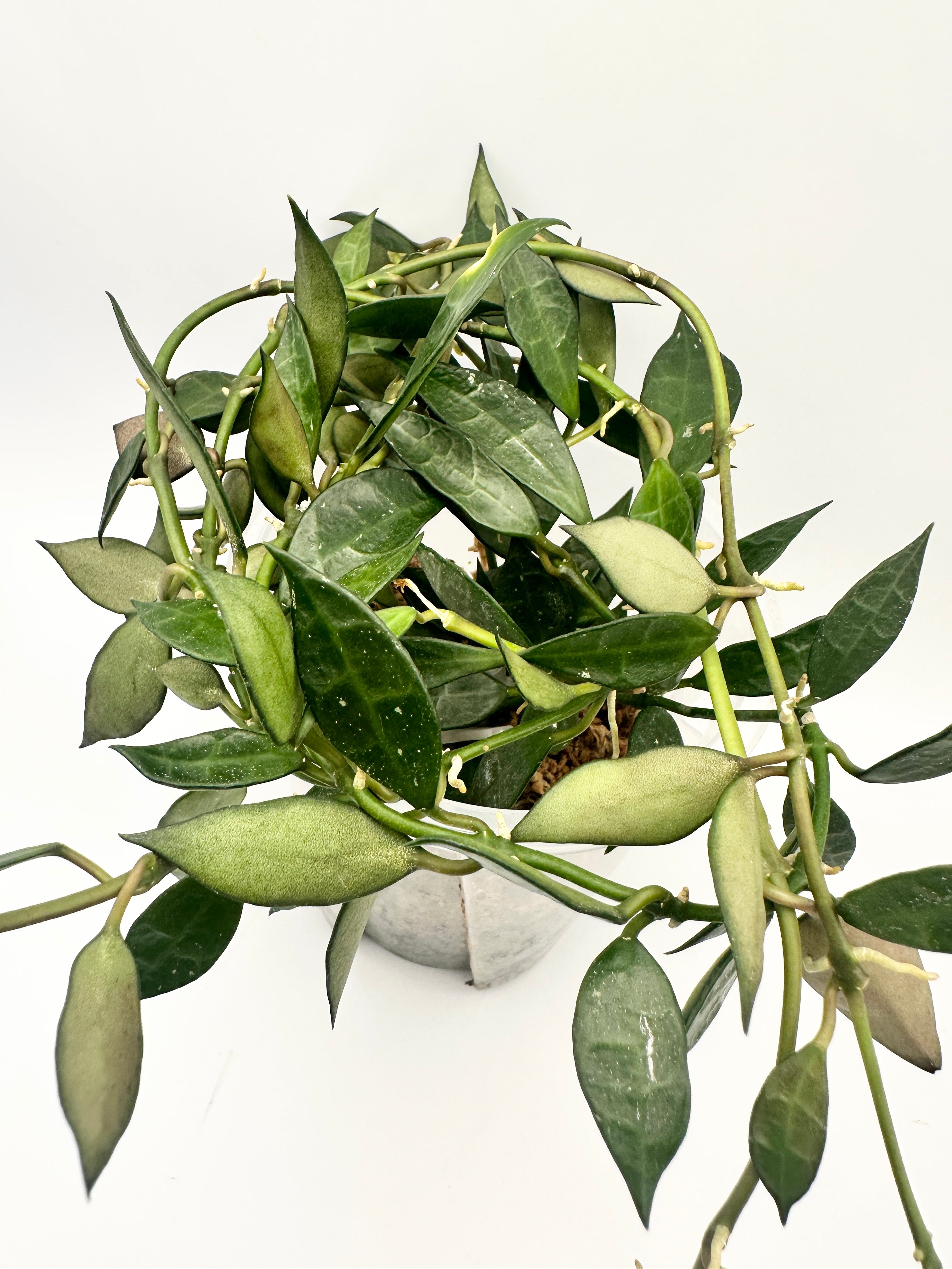 Hoya Lacunosa ‘Green’ Full Pot