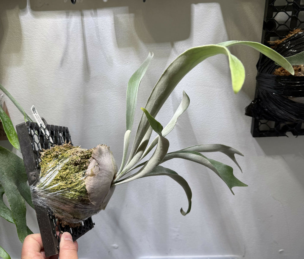 Platycerium Veitchii Wild cv119 Sporeling