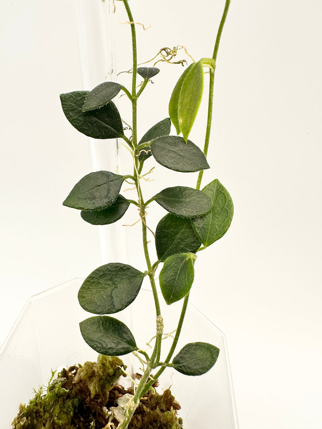 Hoya sp. Papua IM-08