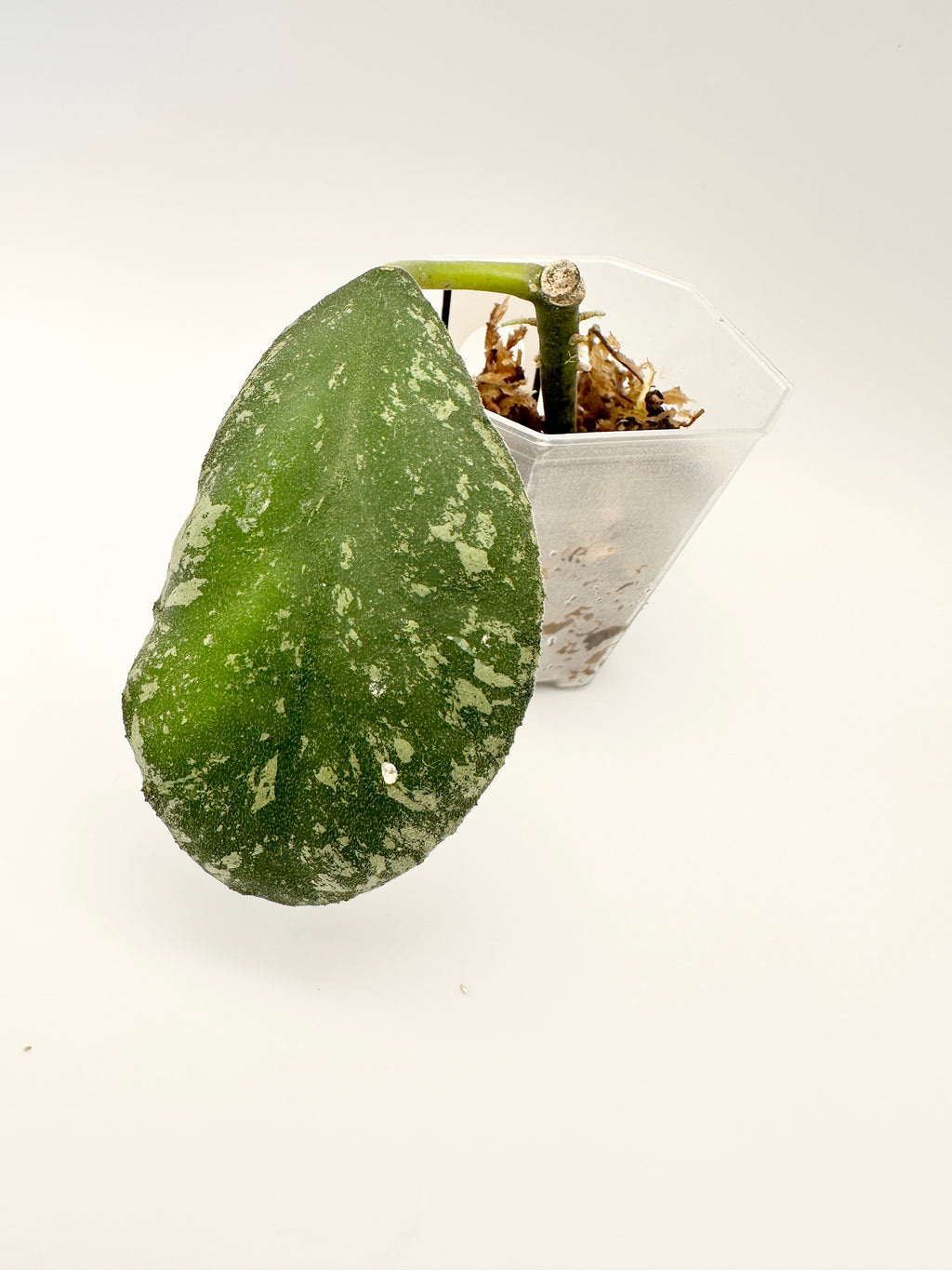 Hoya Waymaniae ‘Cloudy Sky’