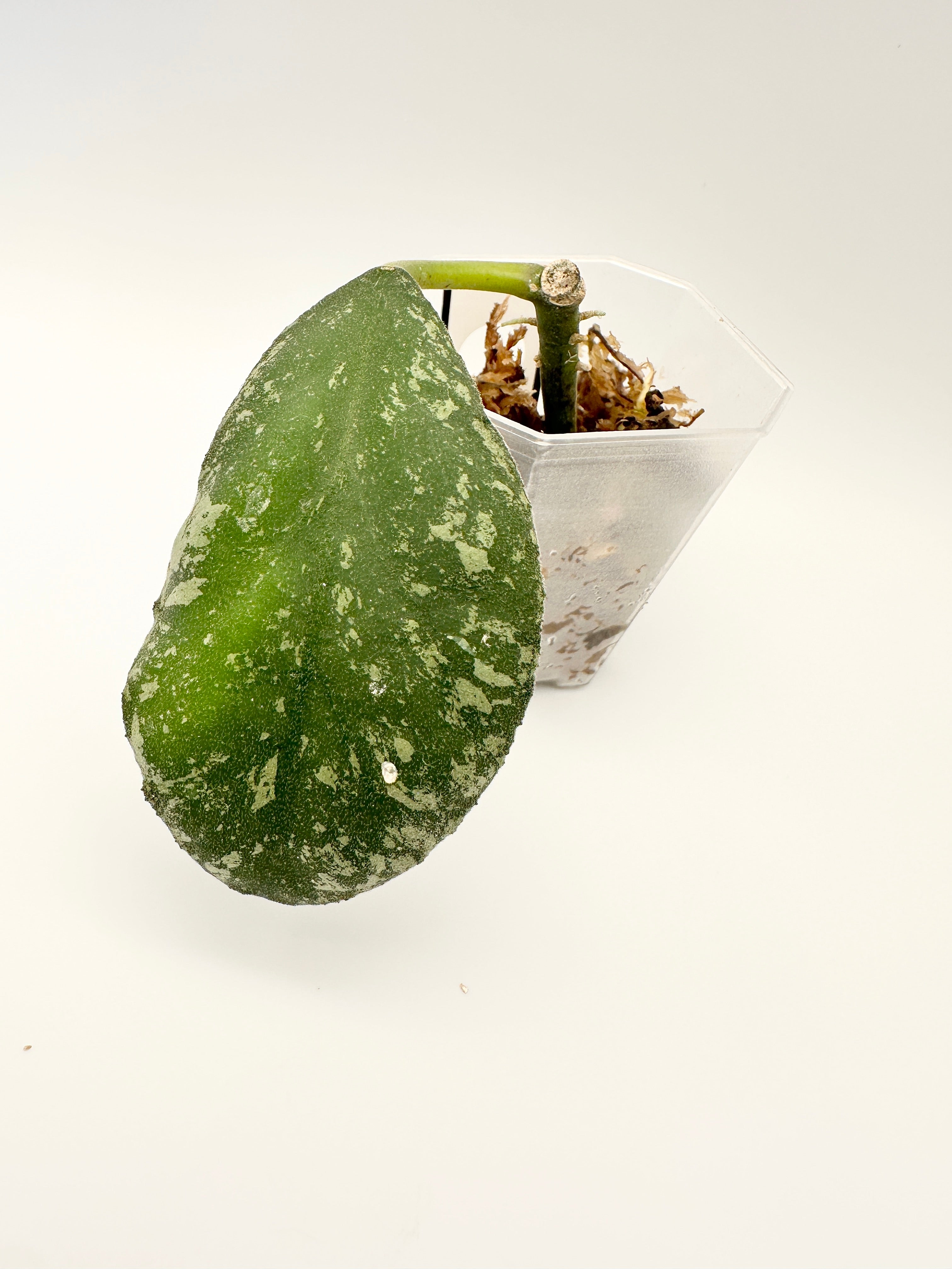 Hoya Waymaniae ‘Cloudy Sky’