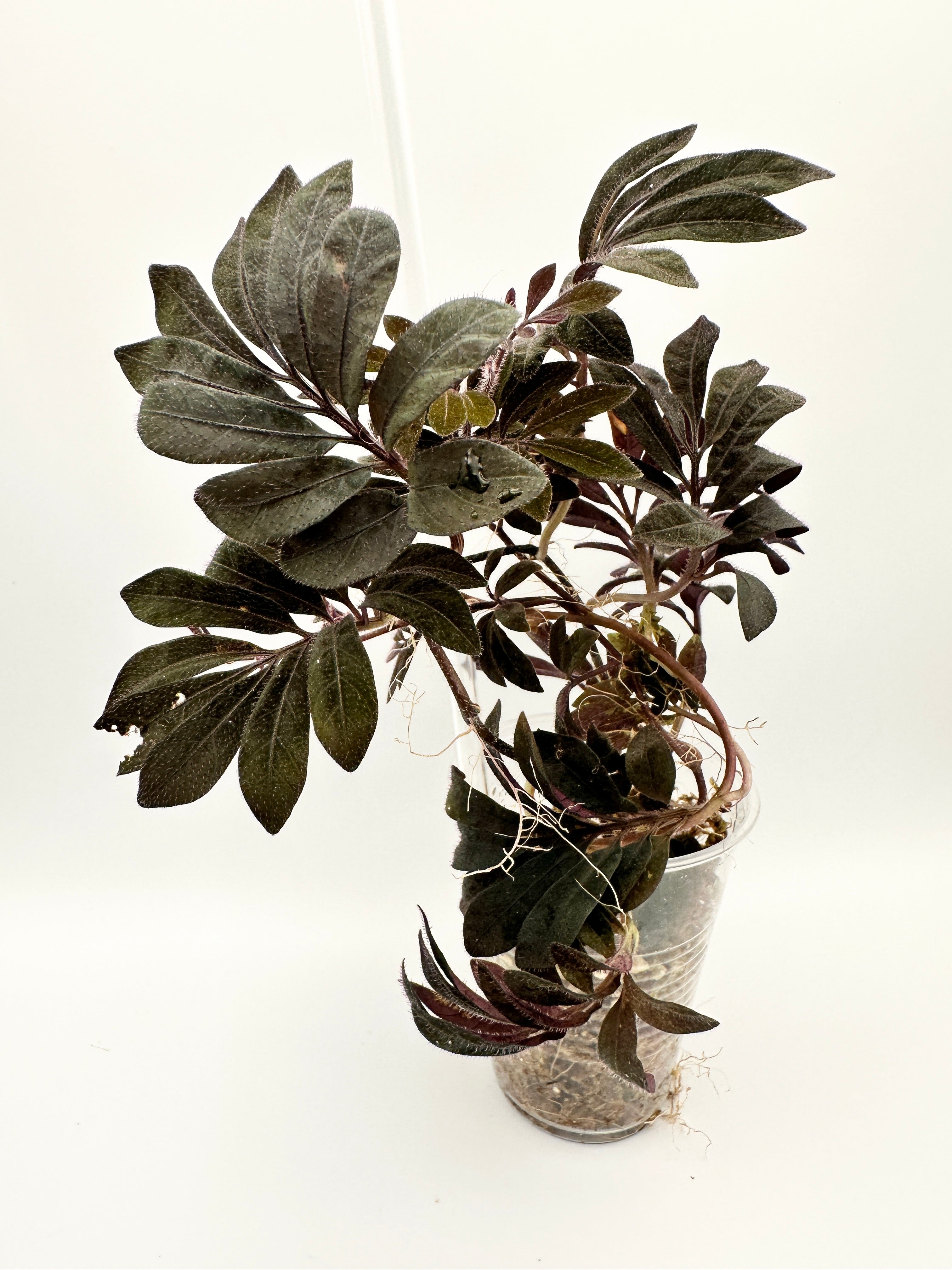 Solanum Uleanum