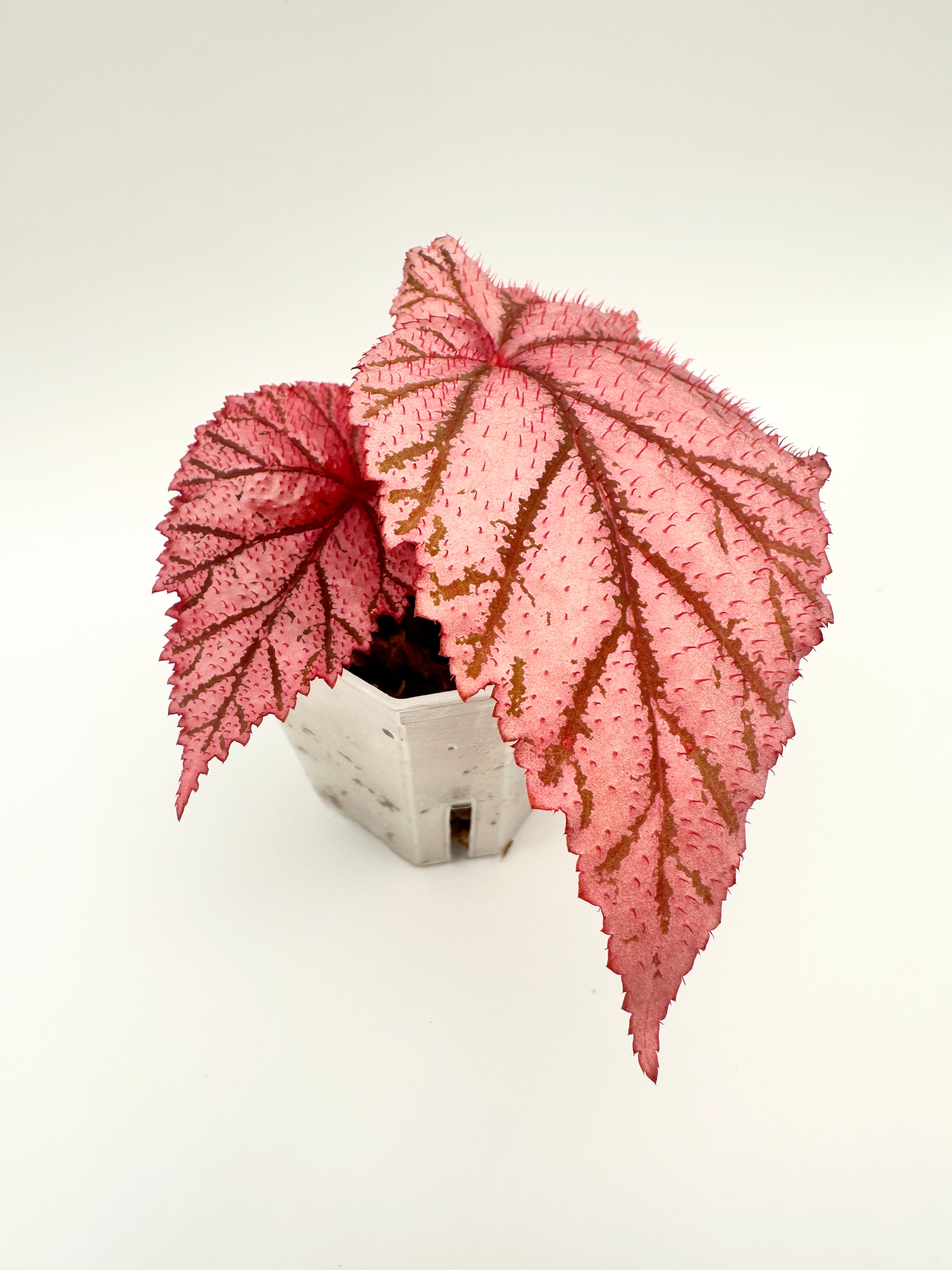 Begonia ‘Tingley Mallet’ B