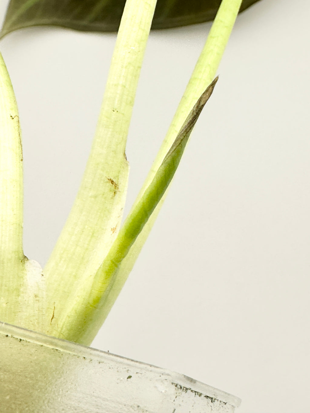 Alocasia Regal Shield Albo (Established, Big)