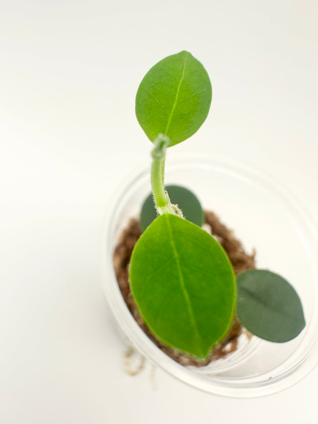 Hoya Lithophytica