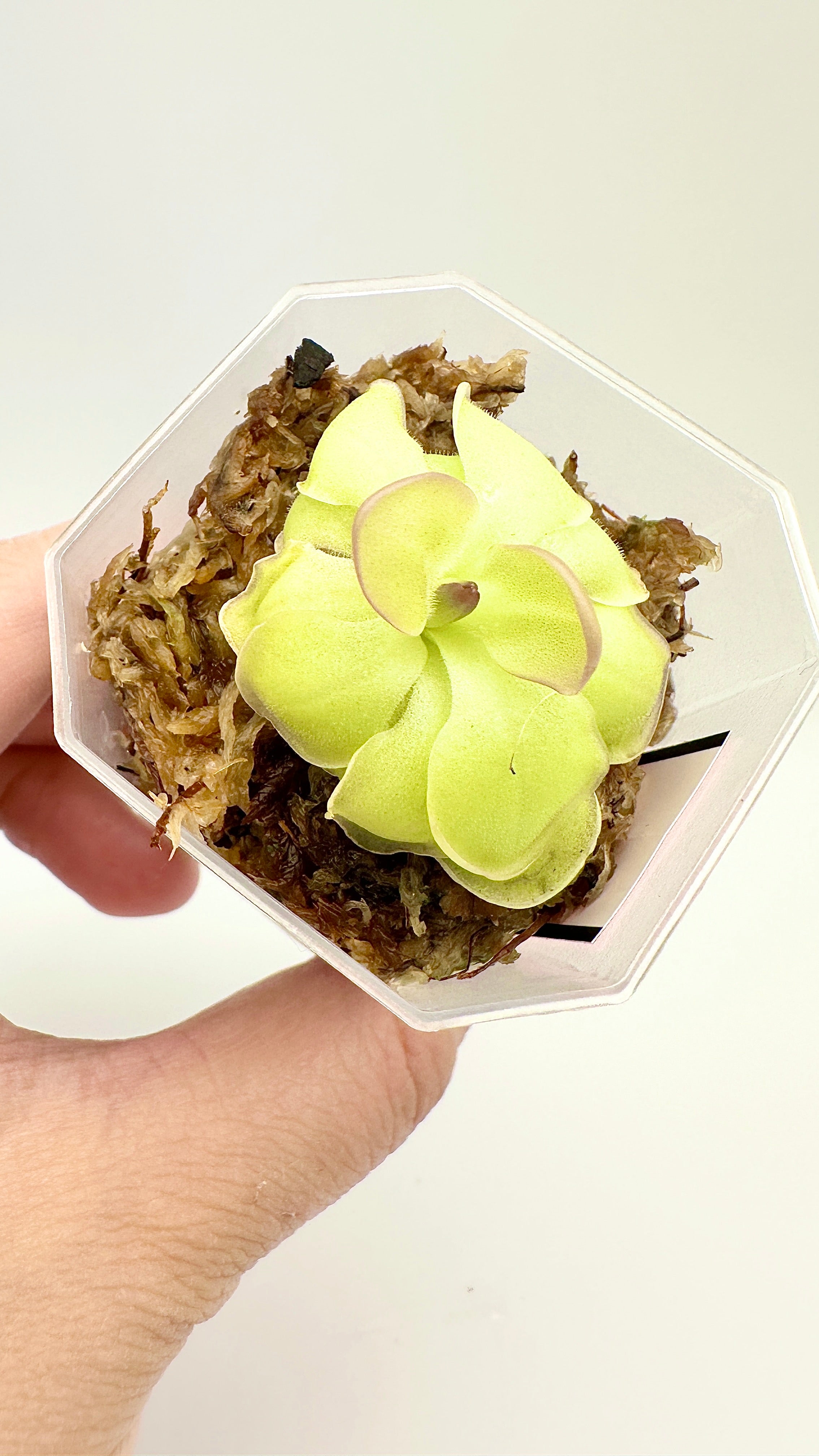 Pinguicula ‘Hanka’