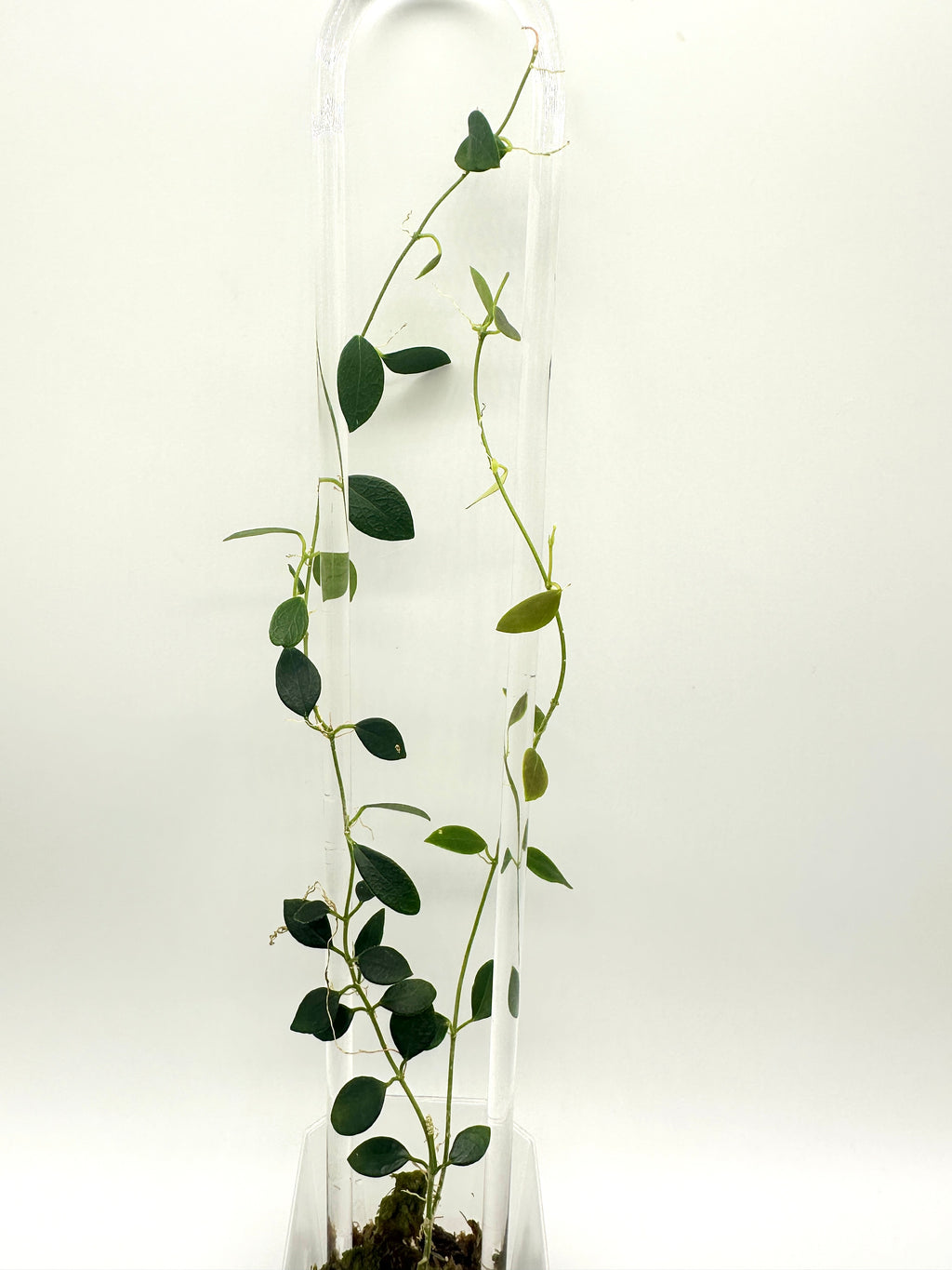 Hoya Sp. IM-08