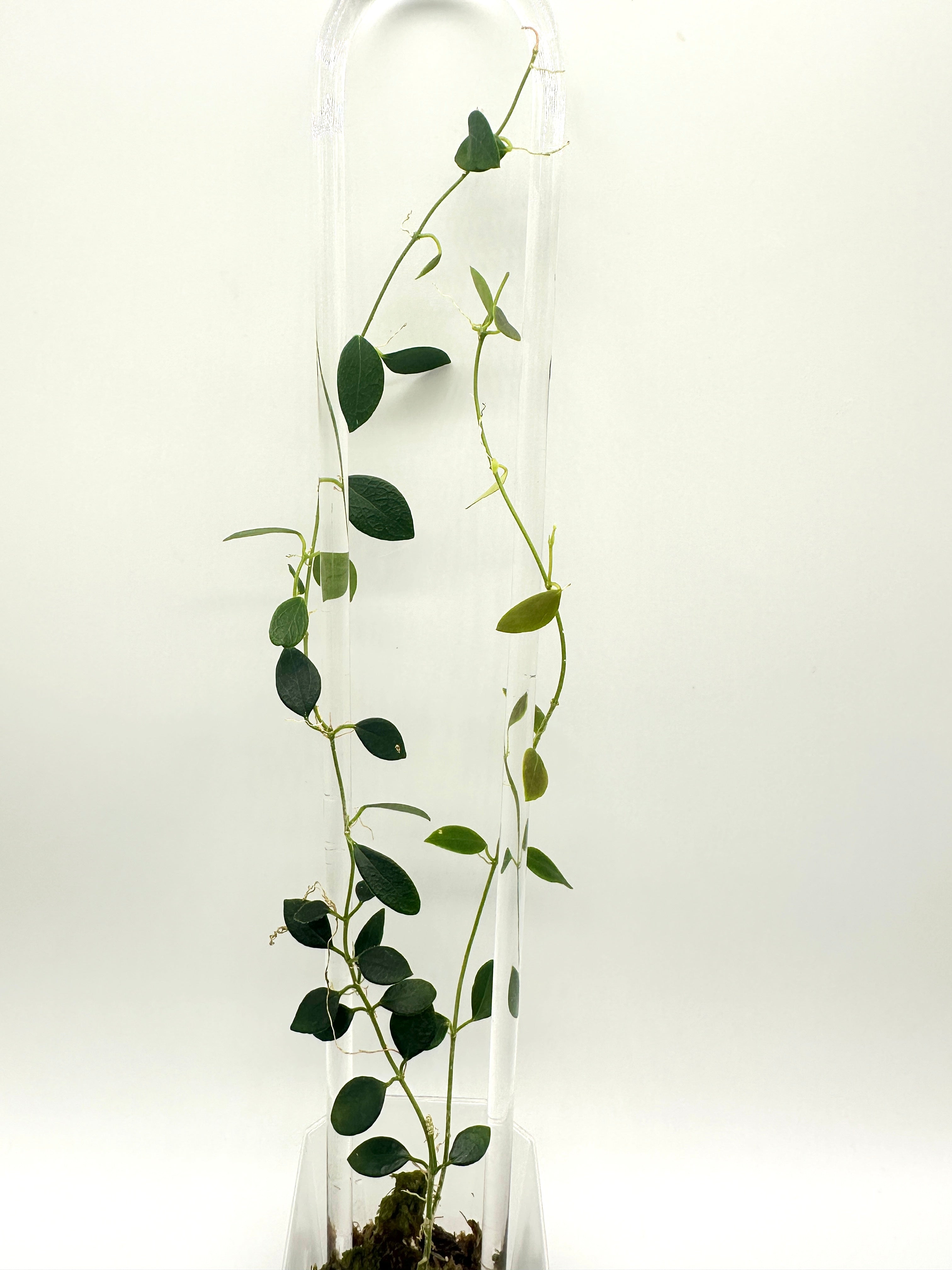 Hoya Sp. IM-08