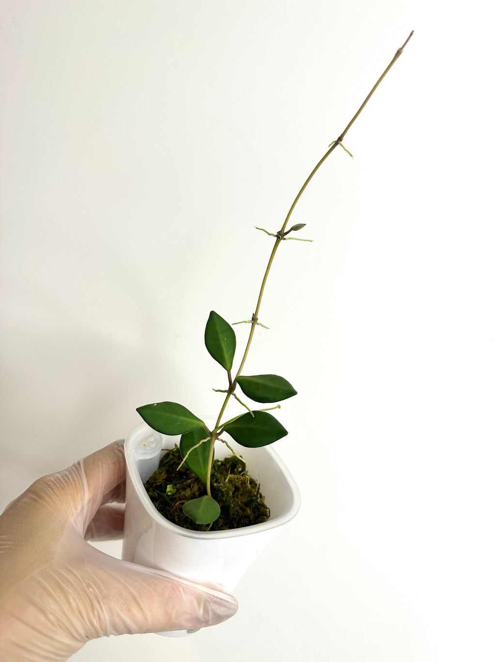 Hoya Aff. Burtoniae Var. (with SWP)