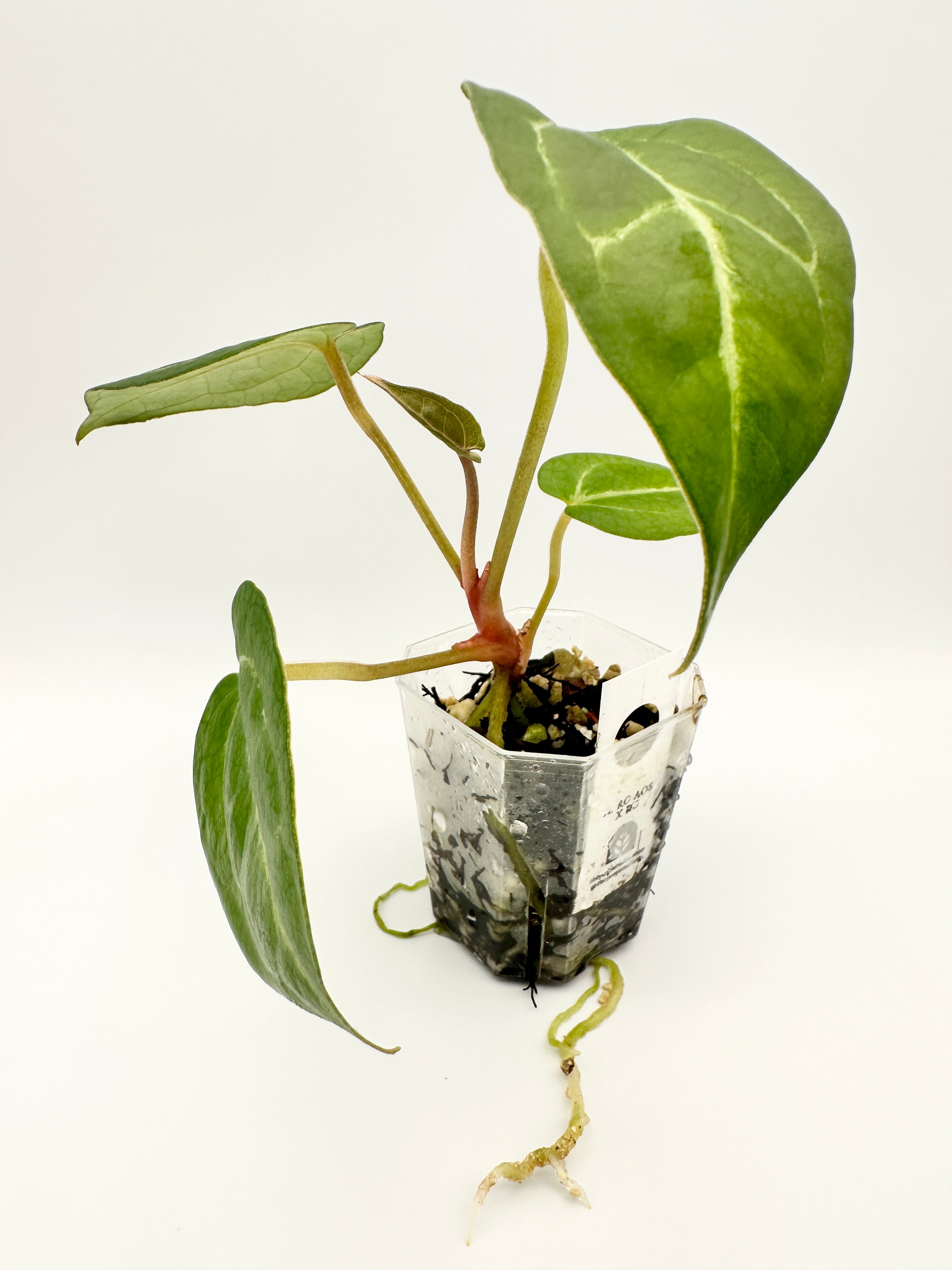 Anthurium (Red Crystallinum x Ace of Spades) x Red Crystallinum A