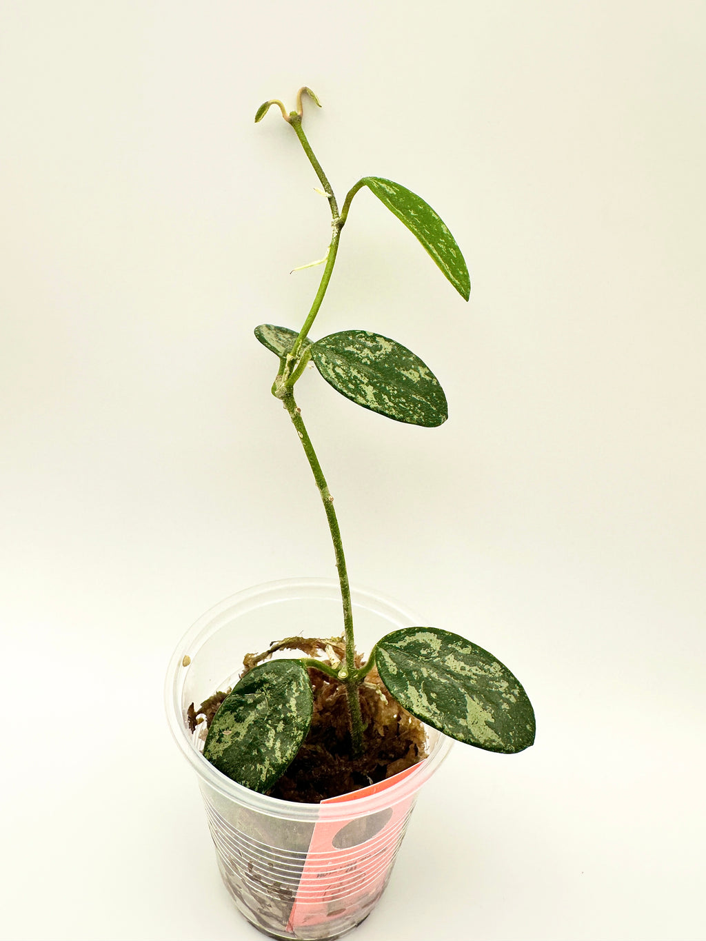 Hoya Lima Splash (A)