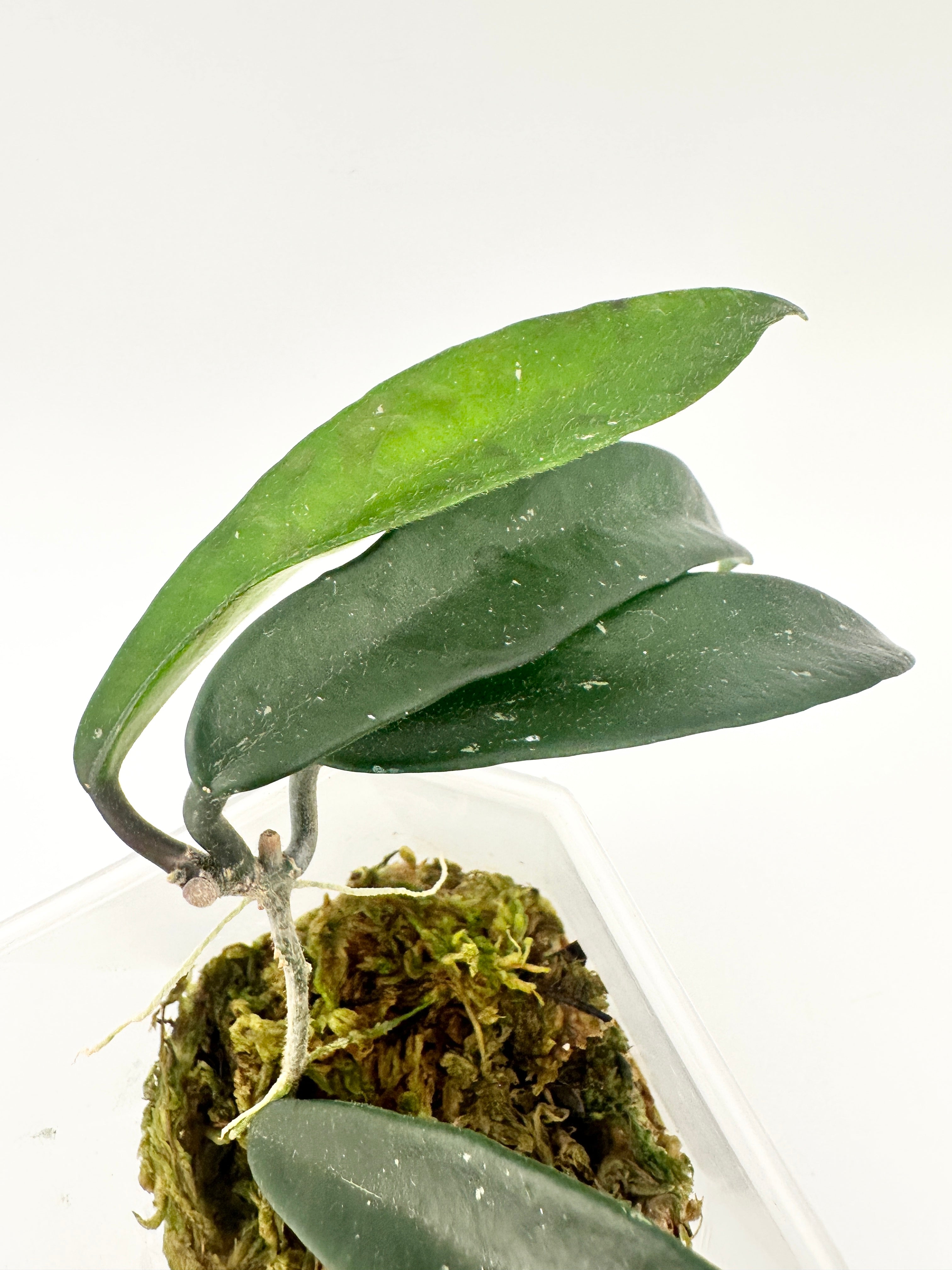Hoya Mirabilis Clone