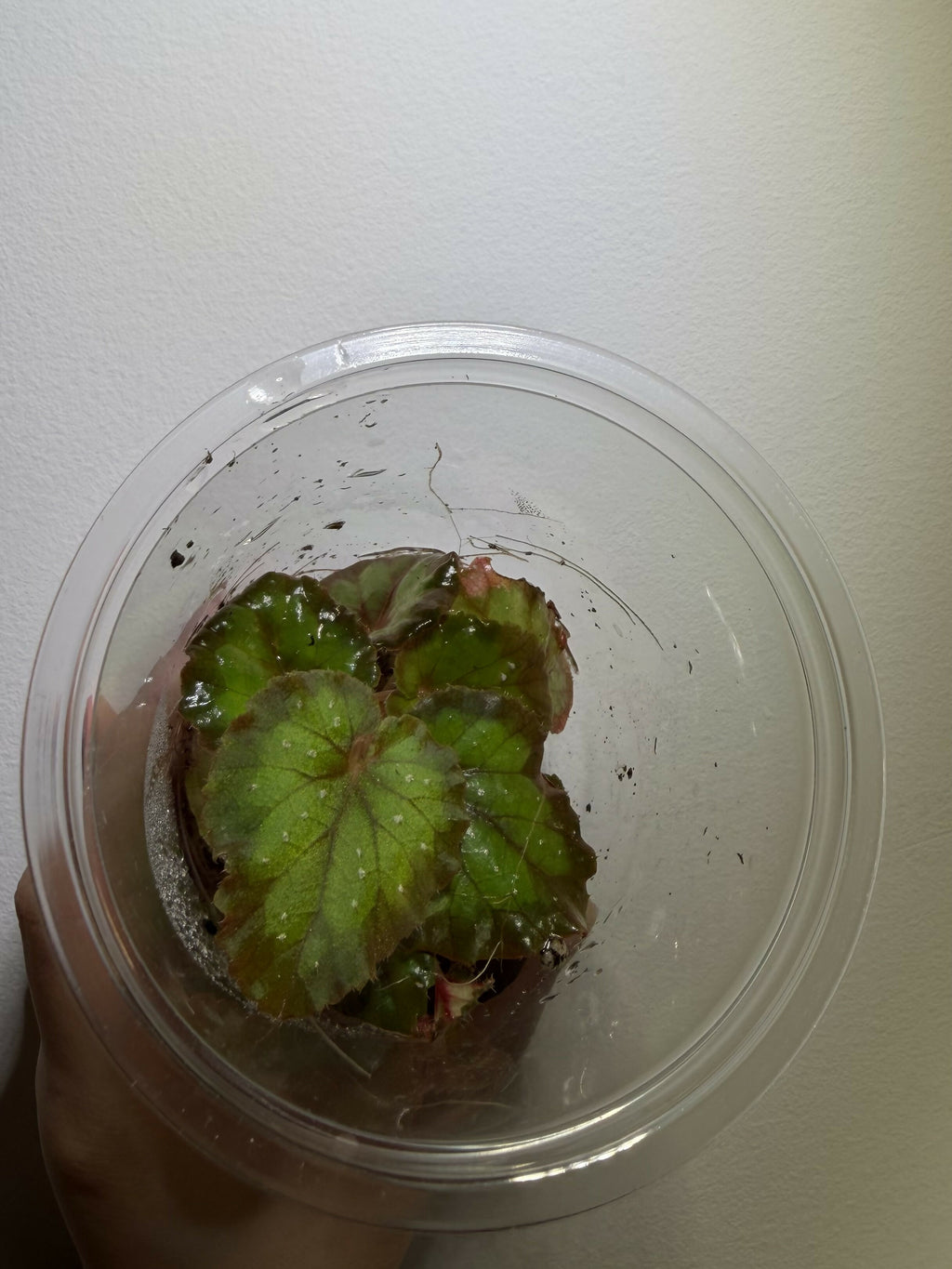 Begonia 'Carnival' (Cup)