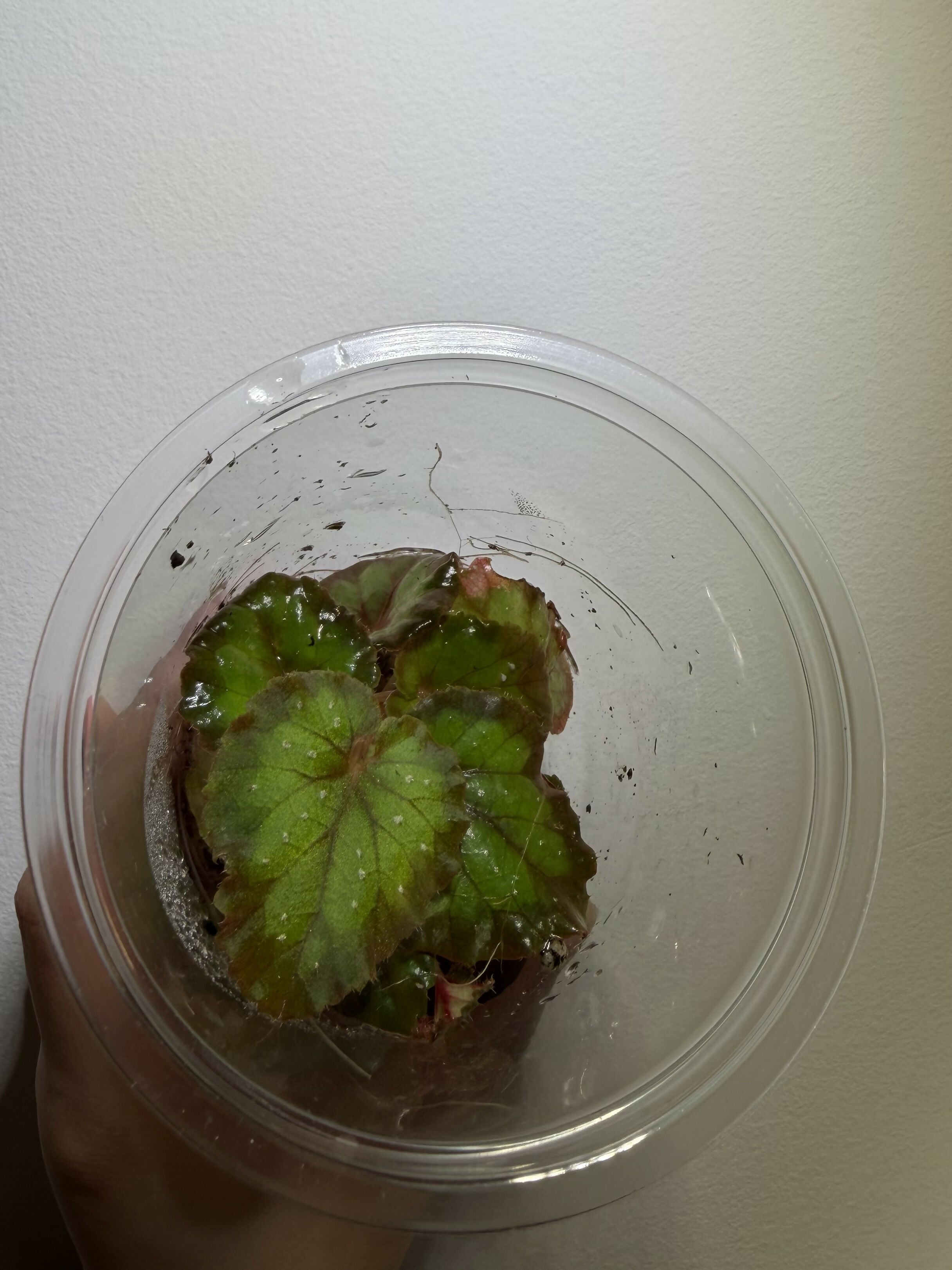 Begonia 'Carnival' (Cup)