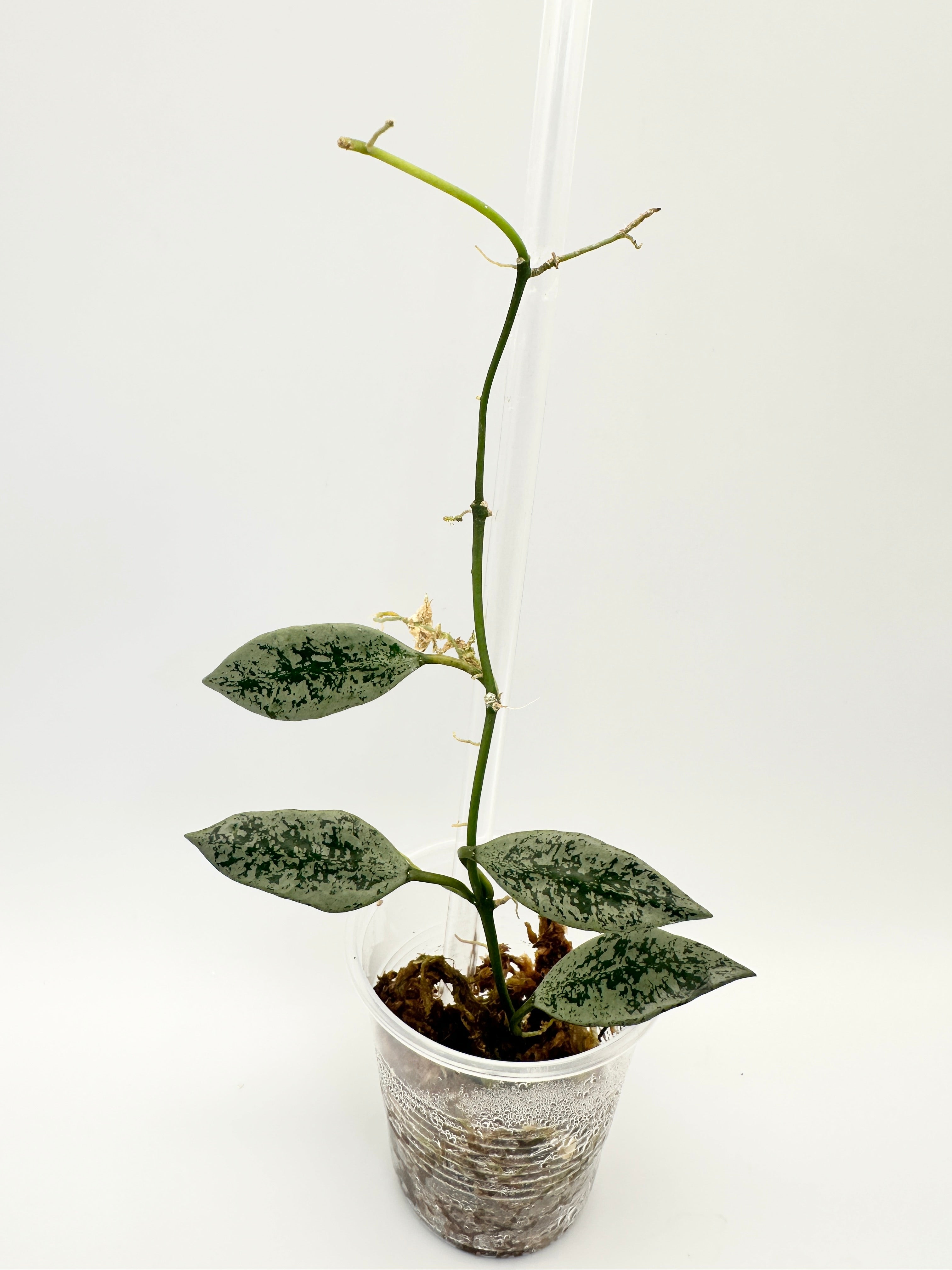 Hoya Lacunosa ‘Leopard Skin’