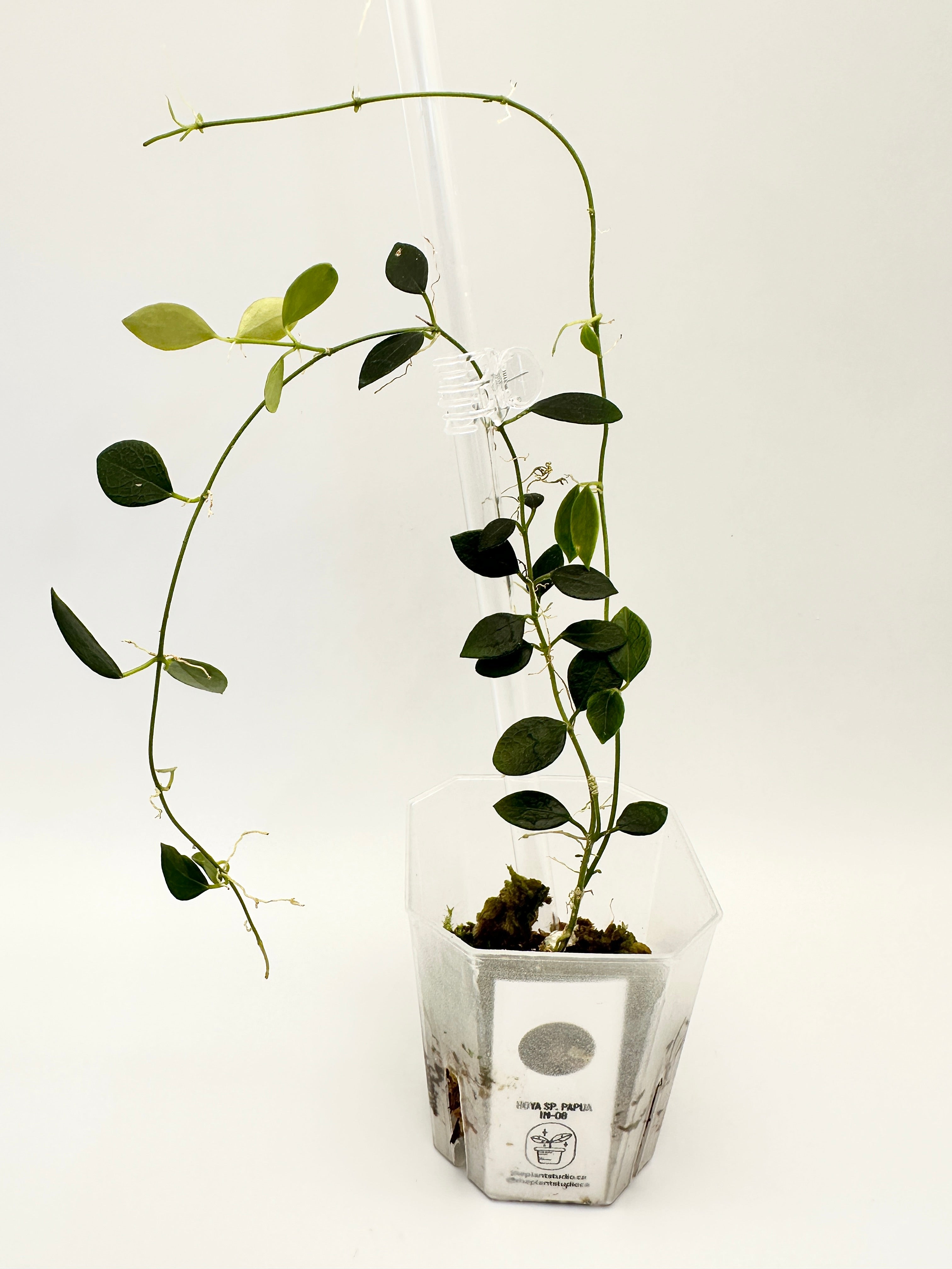 Hoya sp. Papua IM-08