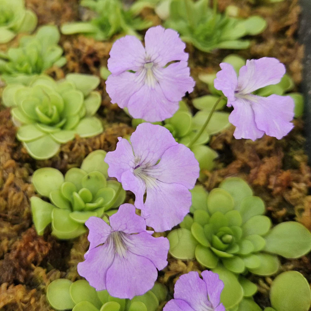 Pinguicula ‘Hanka’