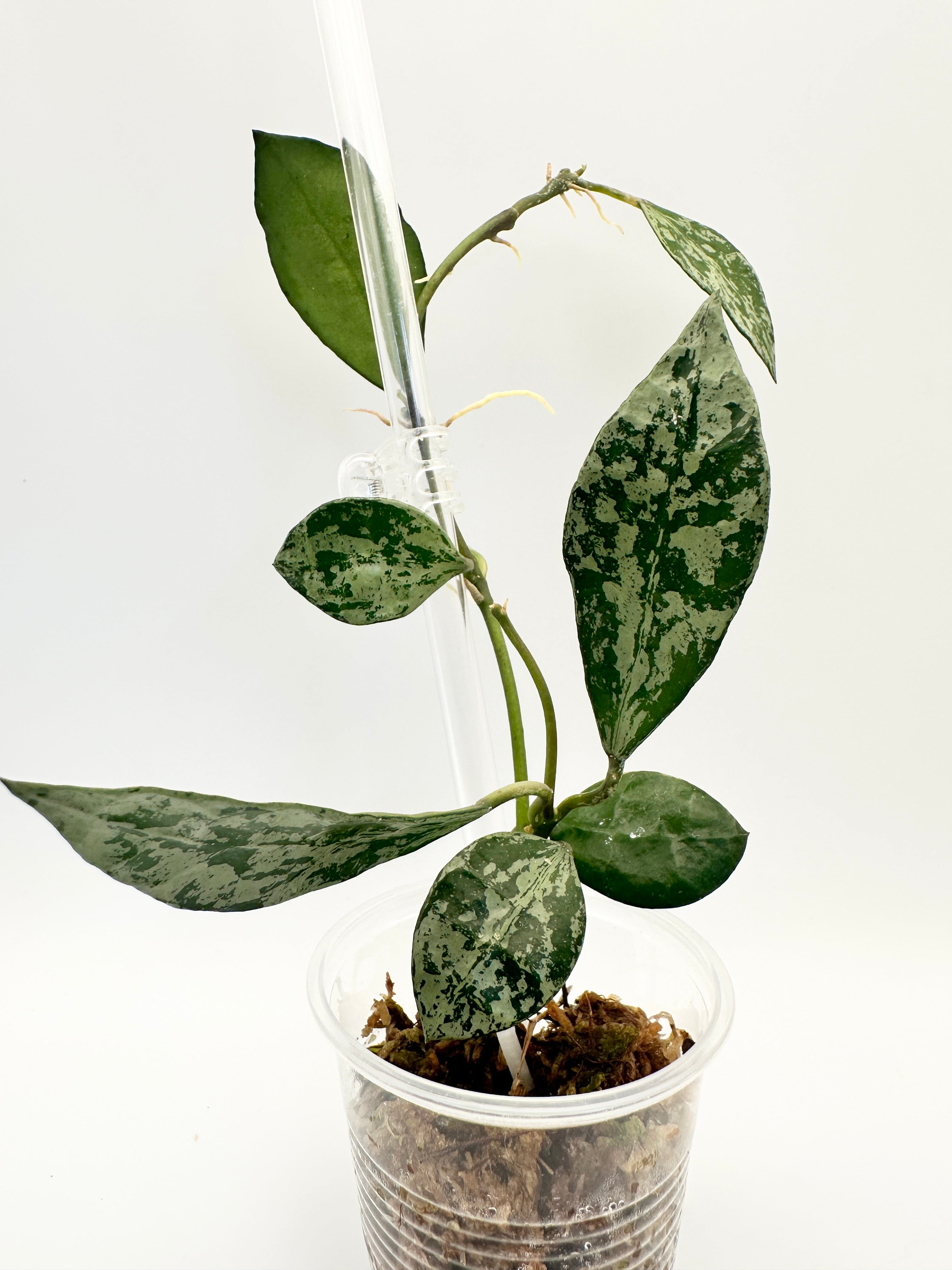 Hoya Lacunosa ‘Tiger Skin’ B