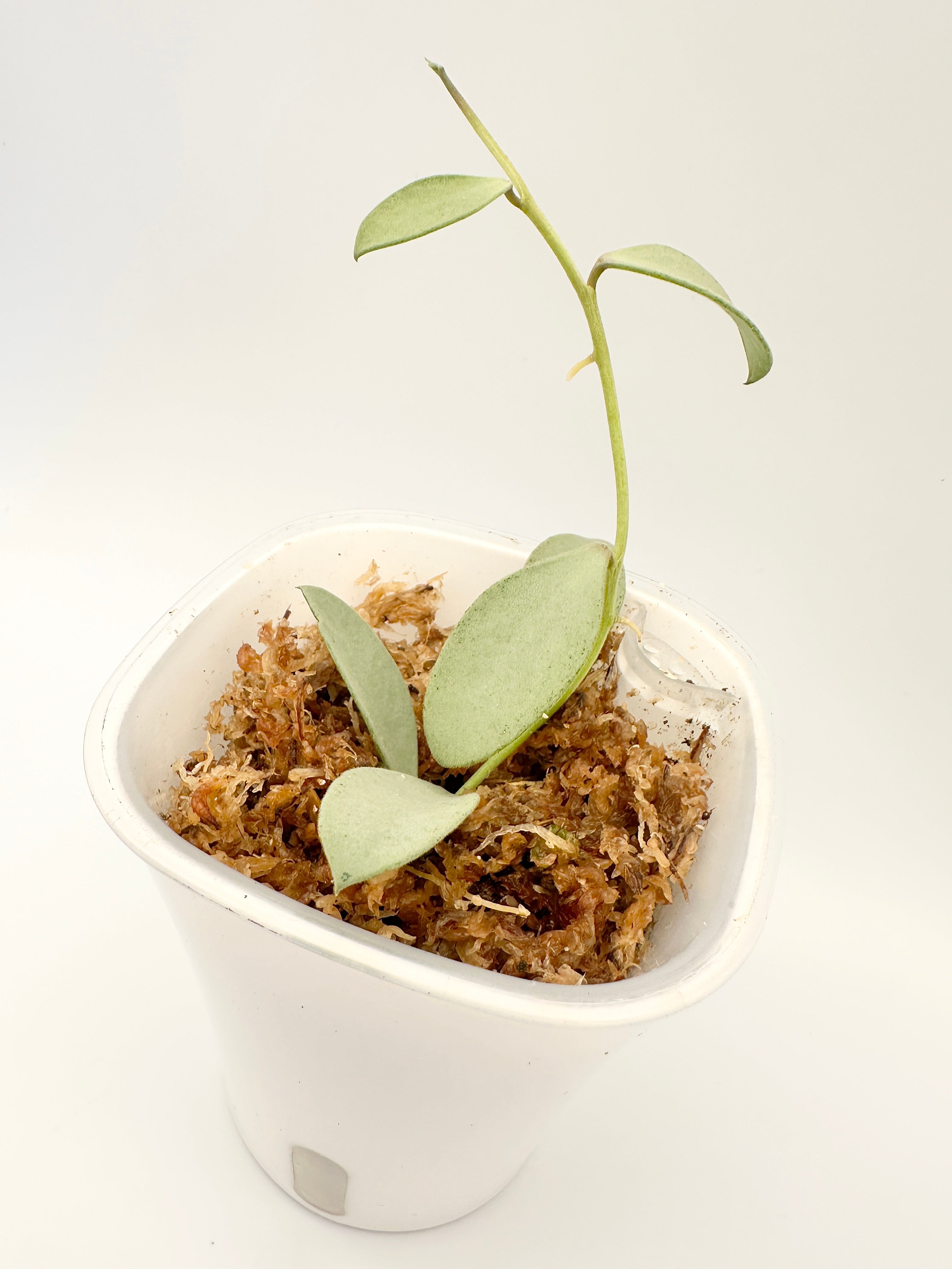 Hoya Nummularioides Silver
