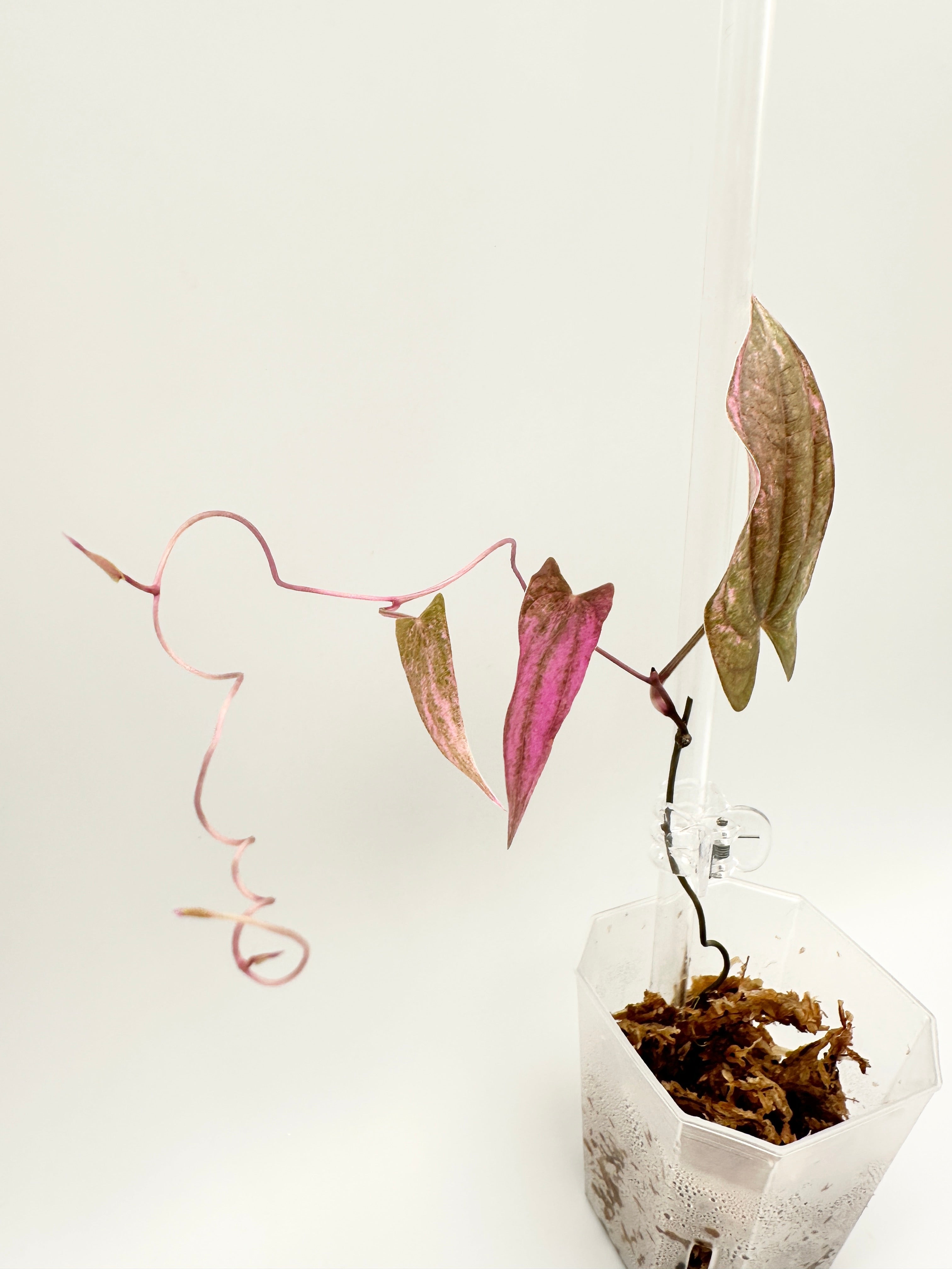 Dioscorea ‘Pink Pixel’ (RARE) 🦄