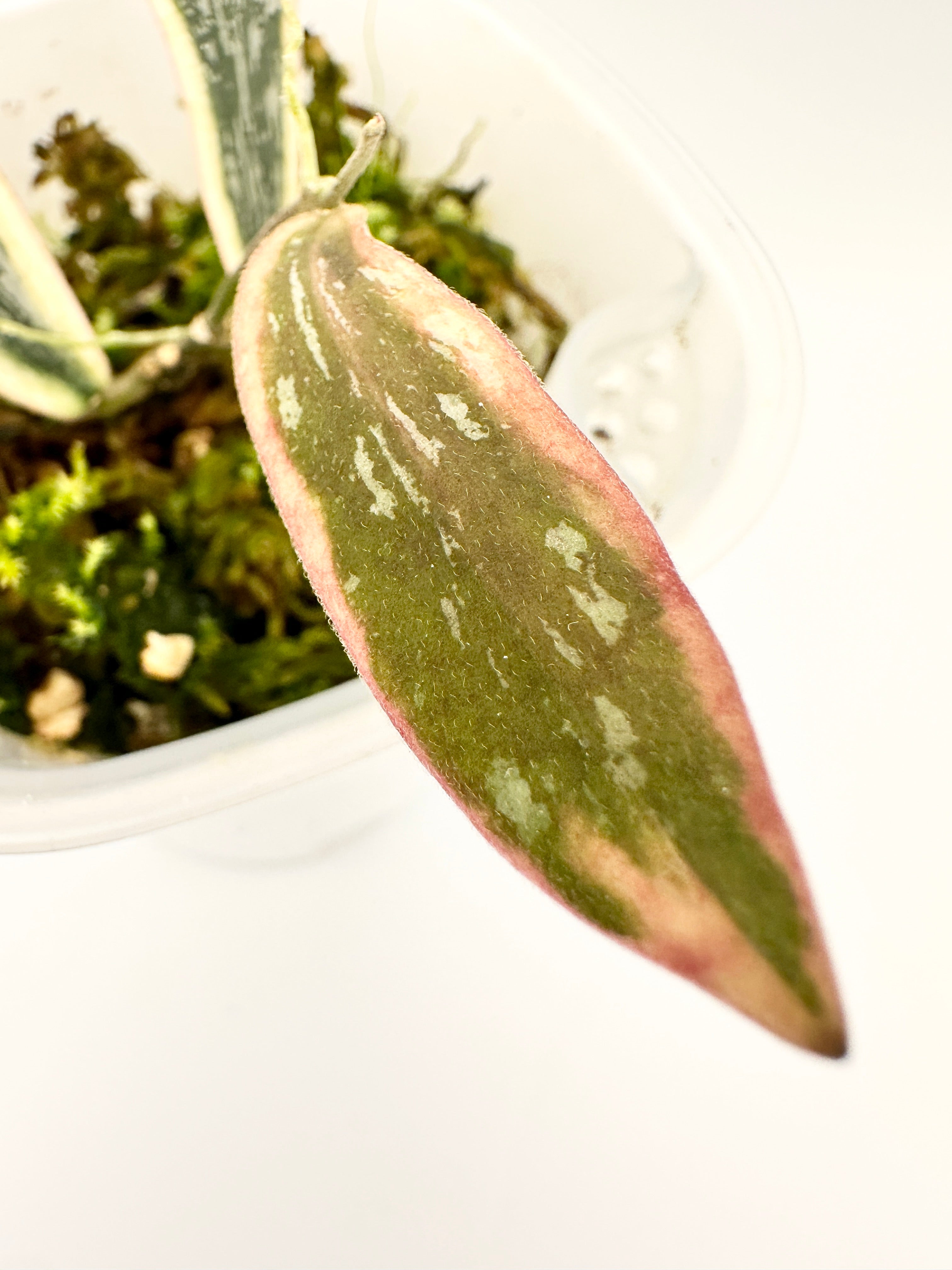 Hoya Sigillatis Albomarginata Splash