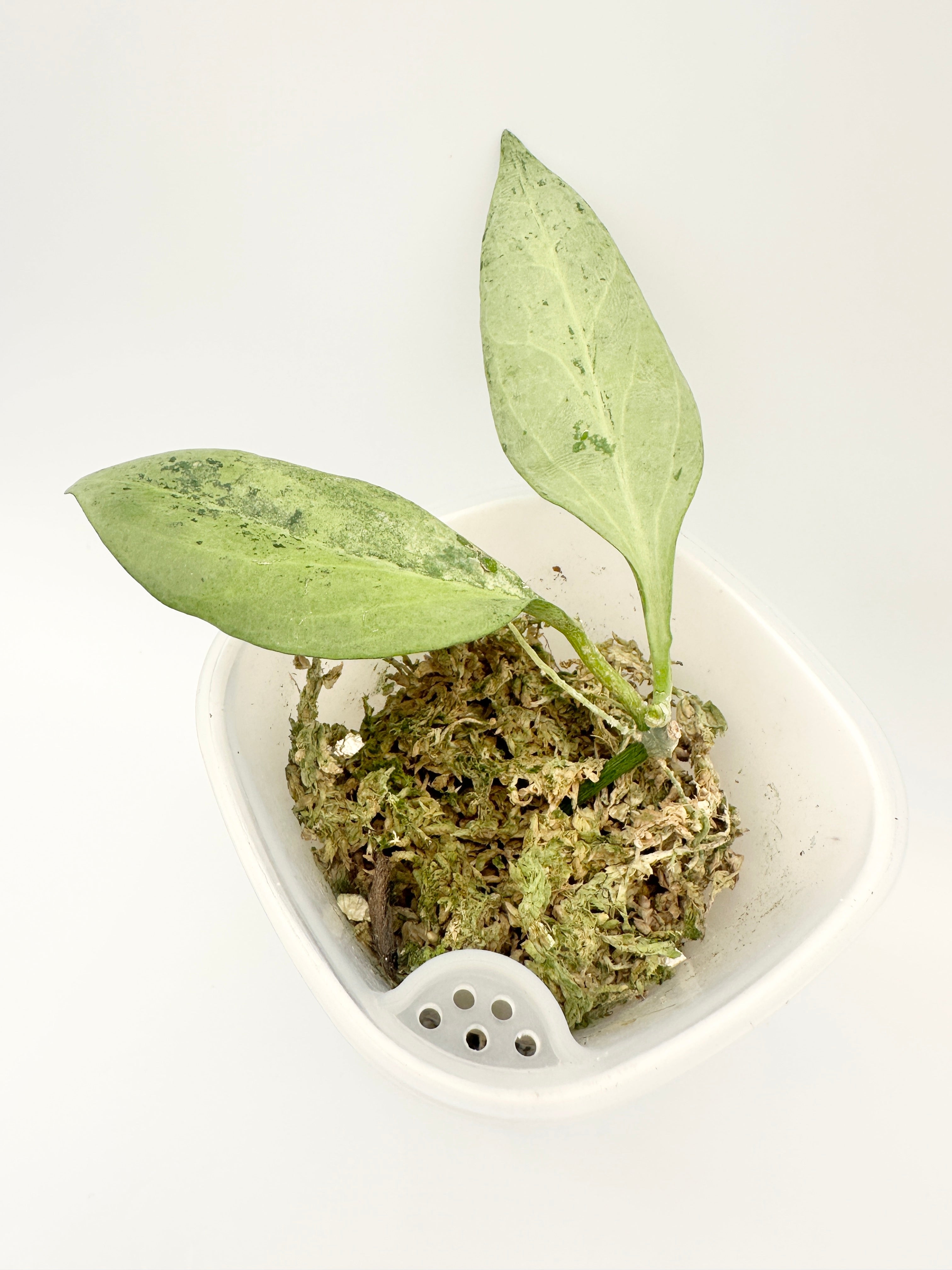 Hoya Nicholsoniae ‘New Guinea Ghost’