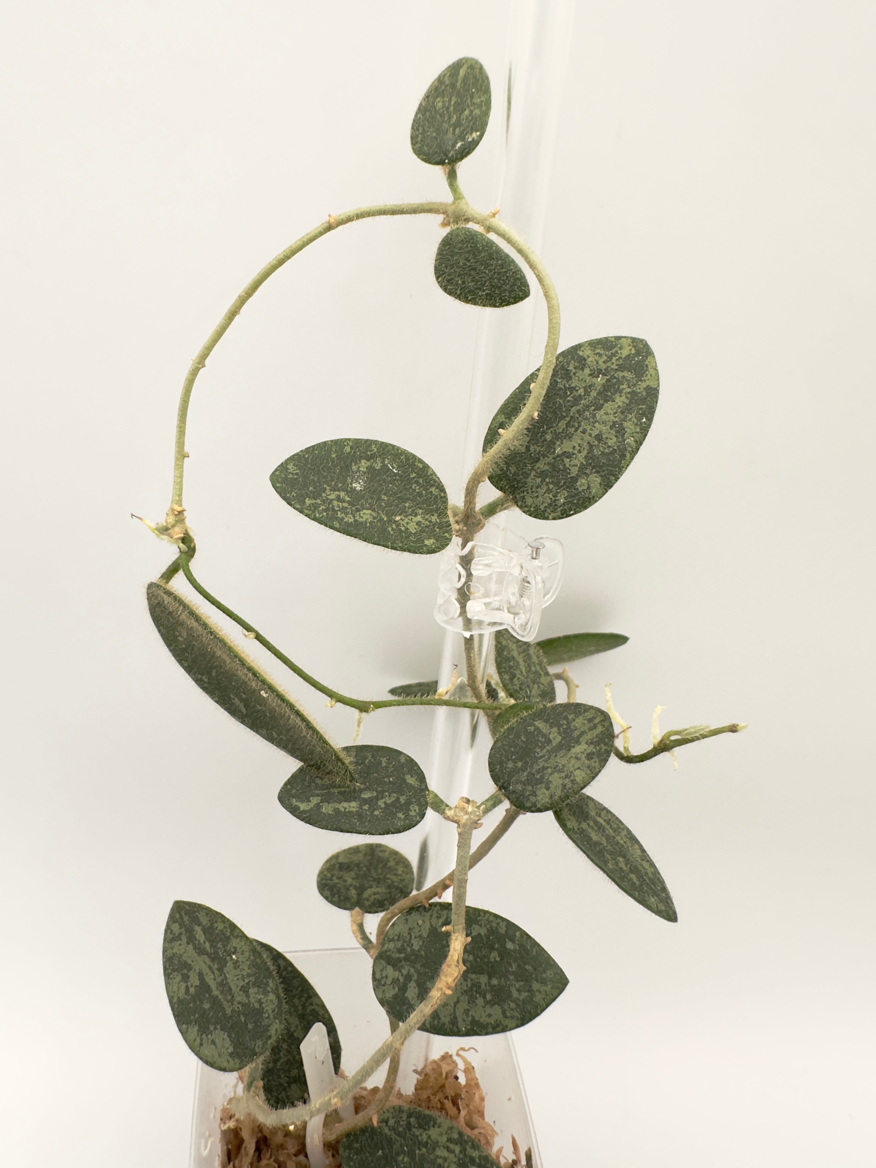 Hoya Thomsonii Splash (A)