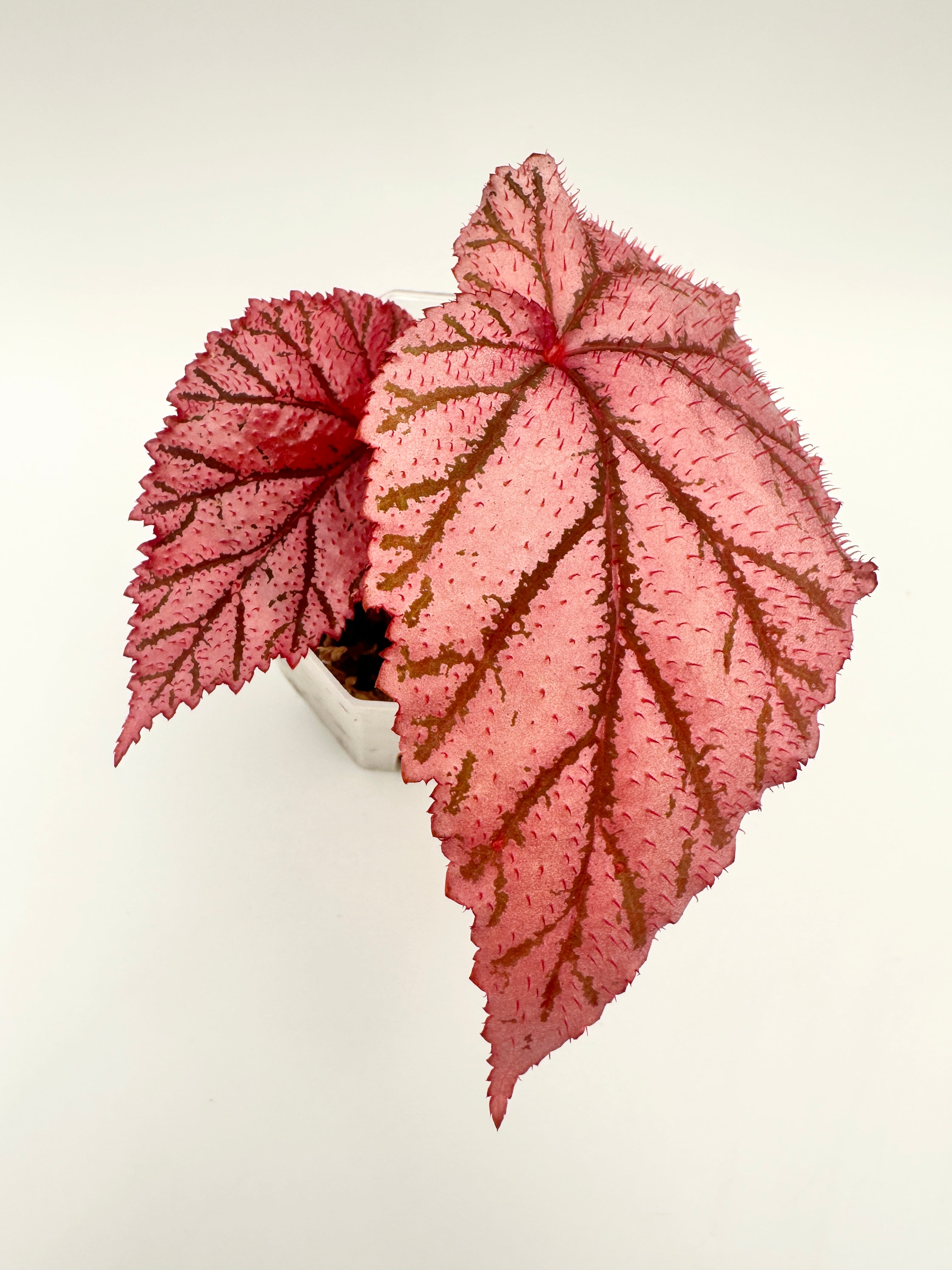 Begonia ‘Tingley Mallet’ B
