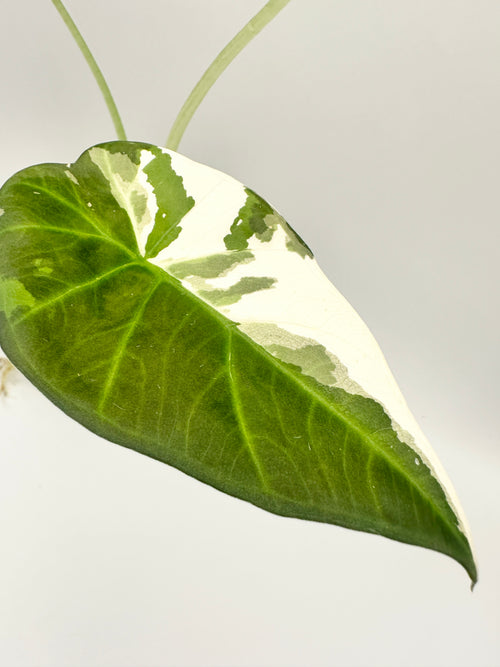Alocasia Regal Shield Albo (Established, Big)