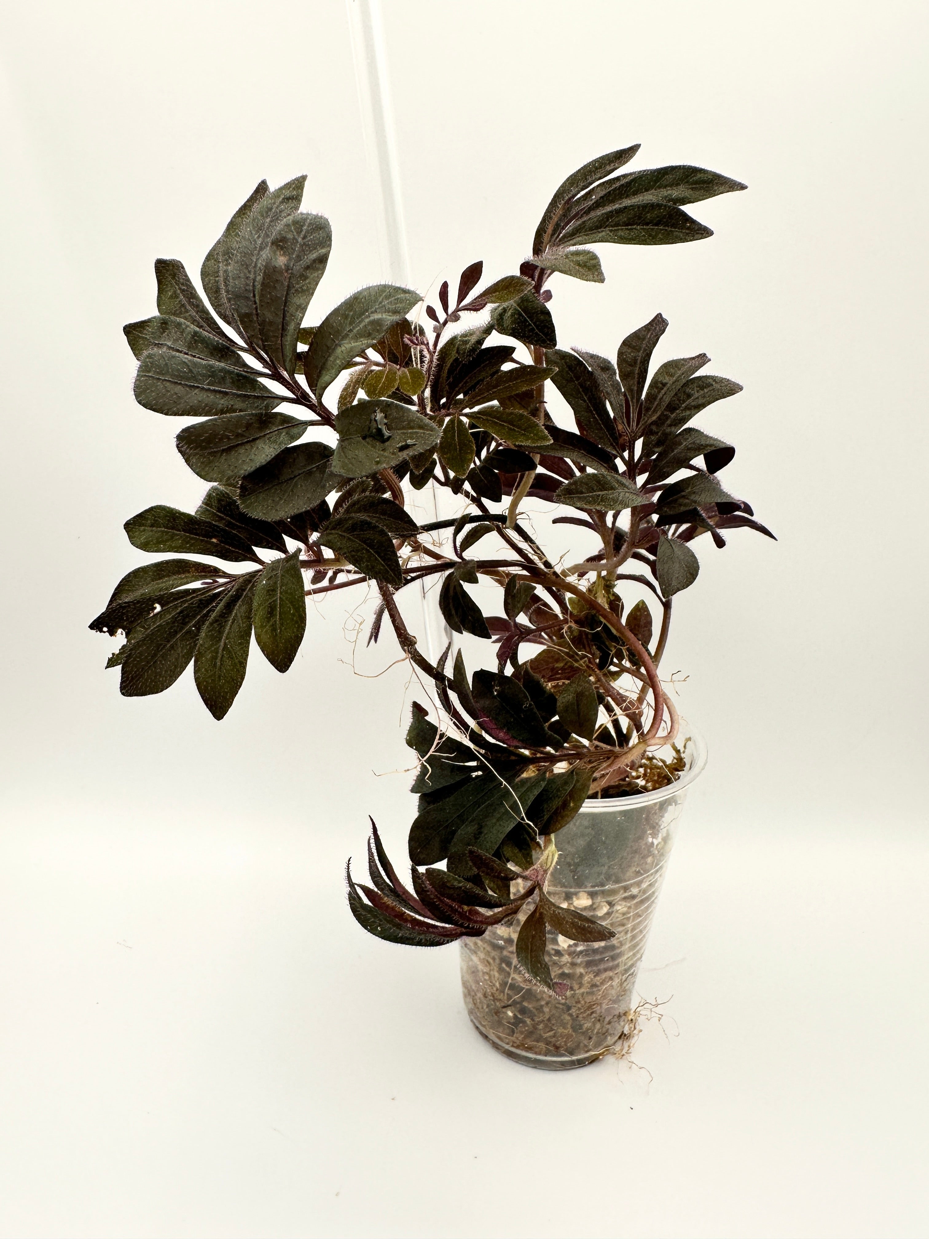 Solanum Uleanum