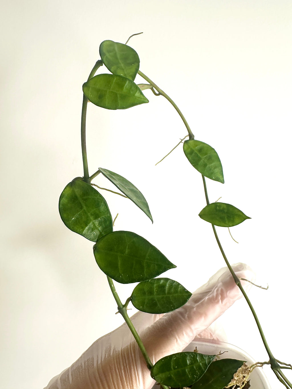 Hoya Lacunosa ‘Amarillo’ (with SWP)