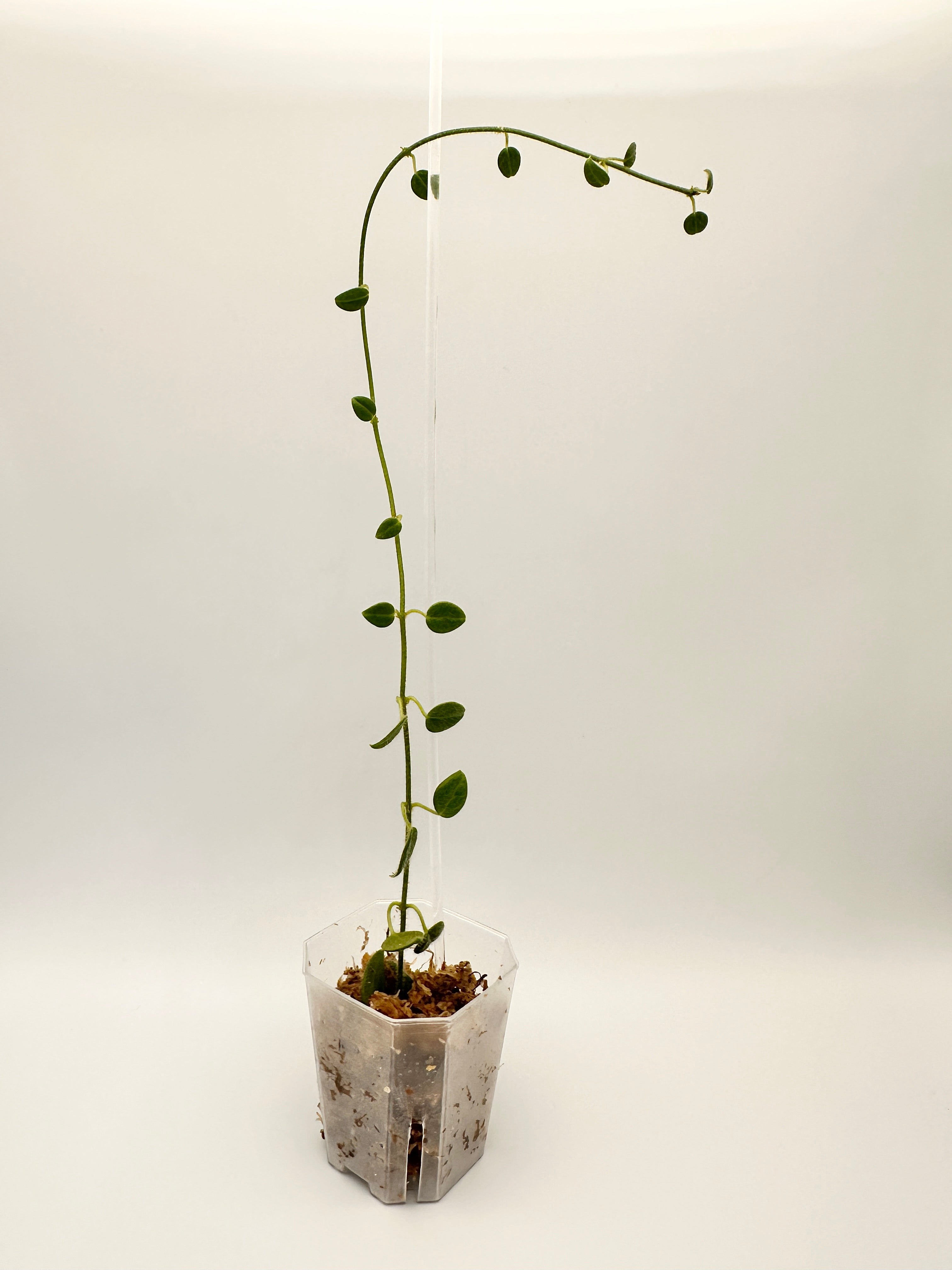 Papua Hoya Mini Sp. Sulawesi