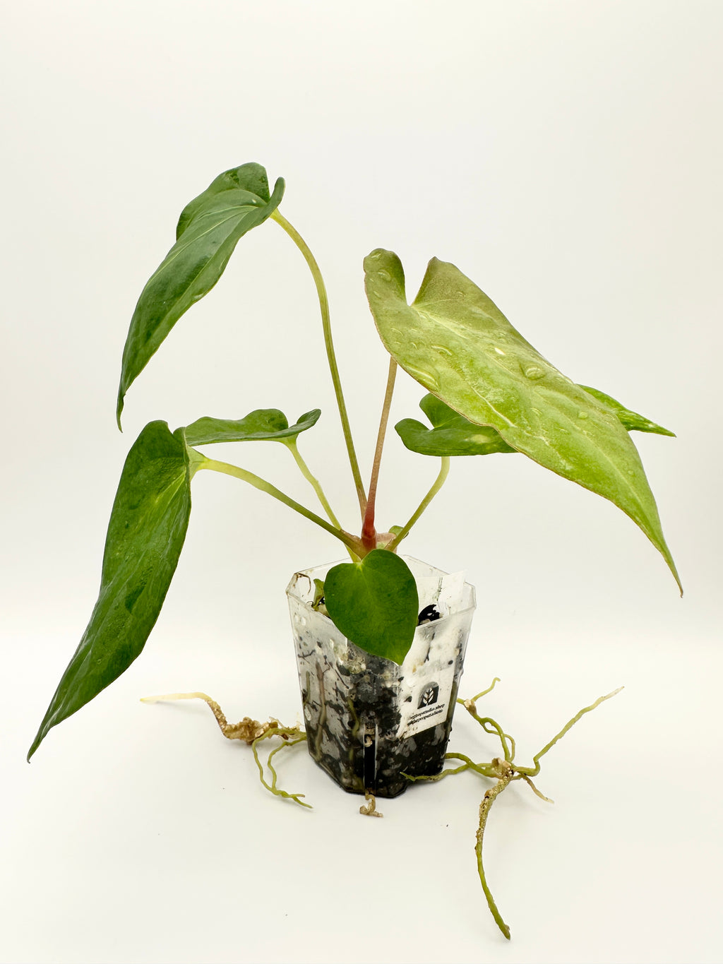 Anthurium Dark Phoenix x Antolakii (Round x Felix)