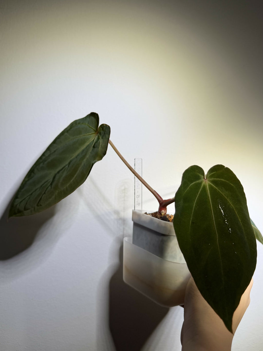 Anthurium Red Crystallinum x BVEP (Medium)