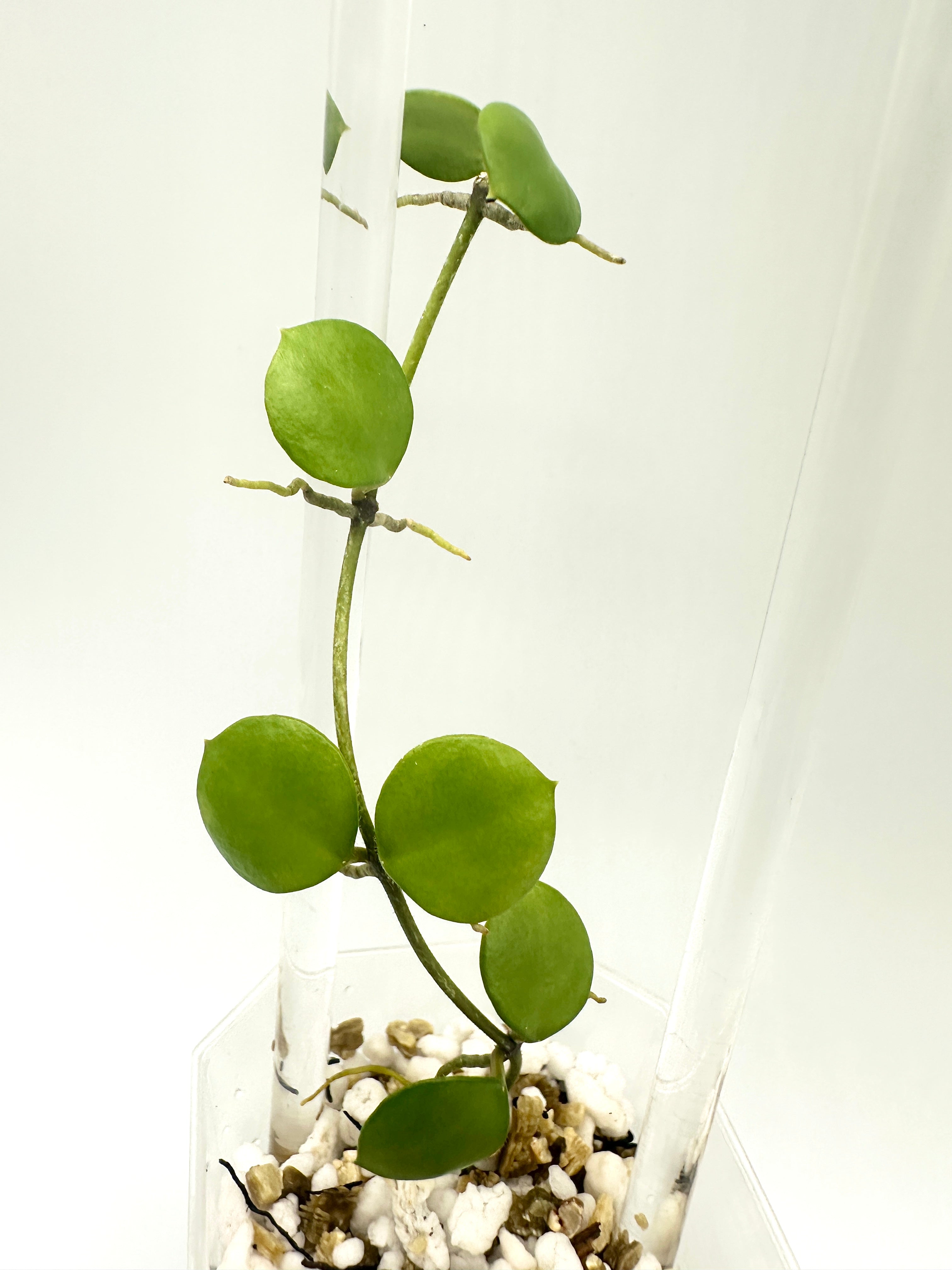 Hoya Peltata (B)