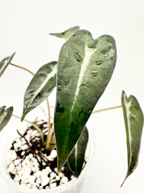 Alocasia Amazonica ‘Bambino’