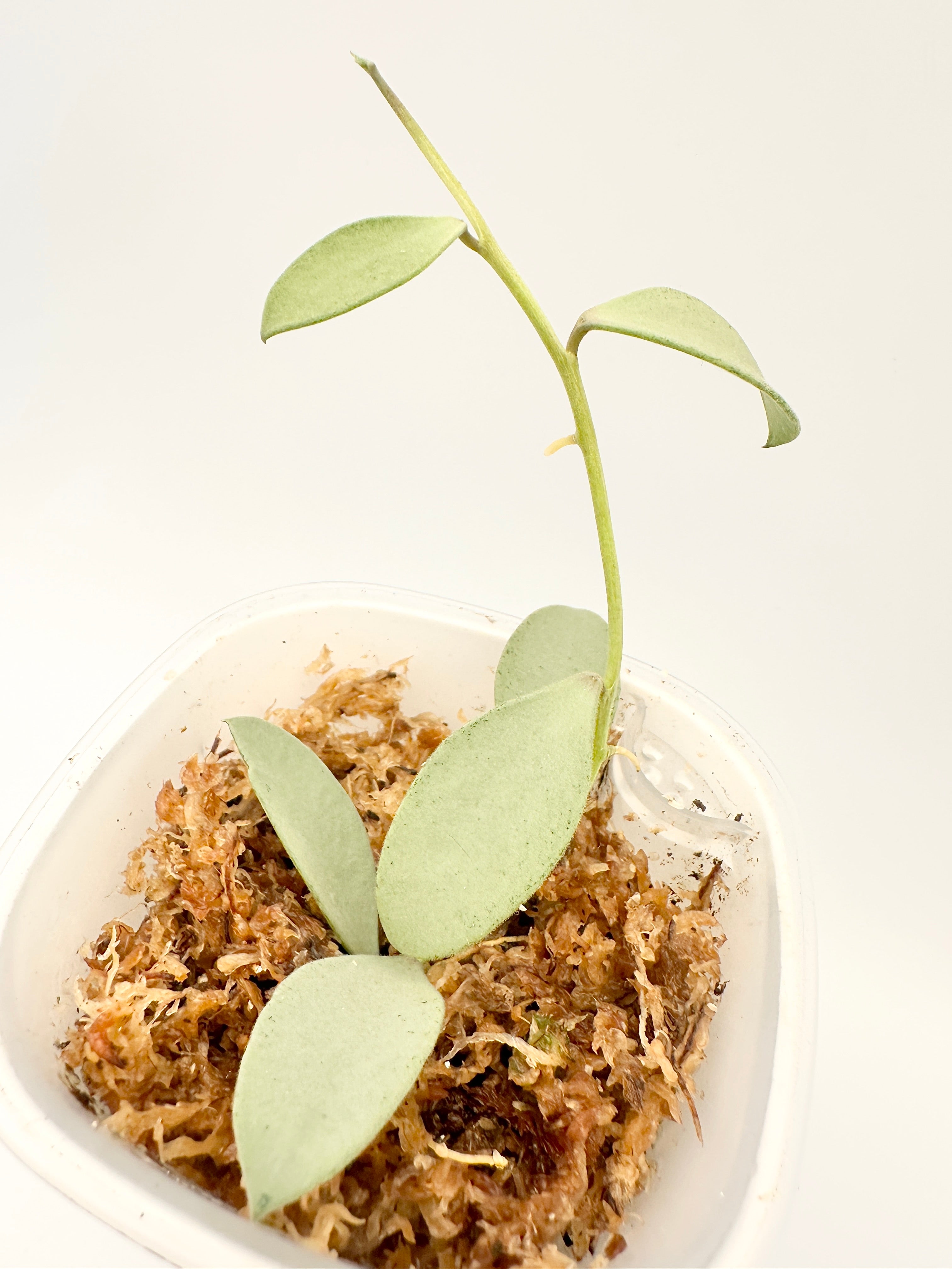 Hoya Nummularioides Silver