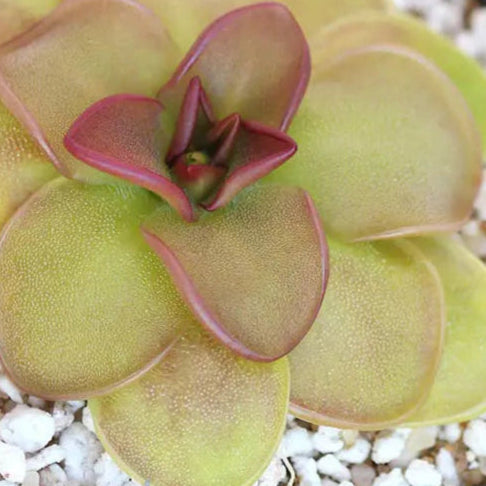 Pinguicula ‘Hanka’