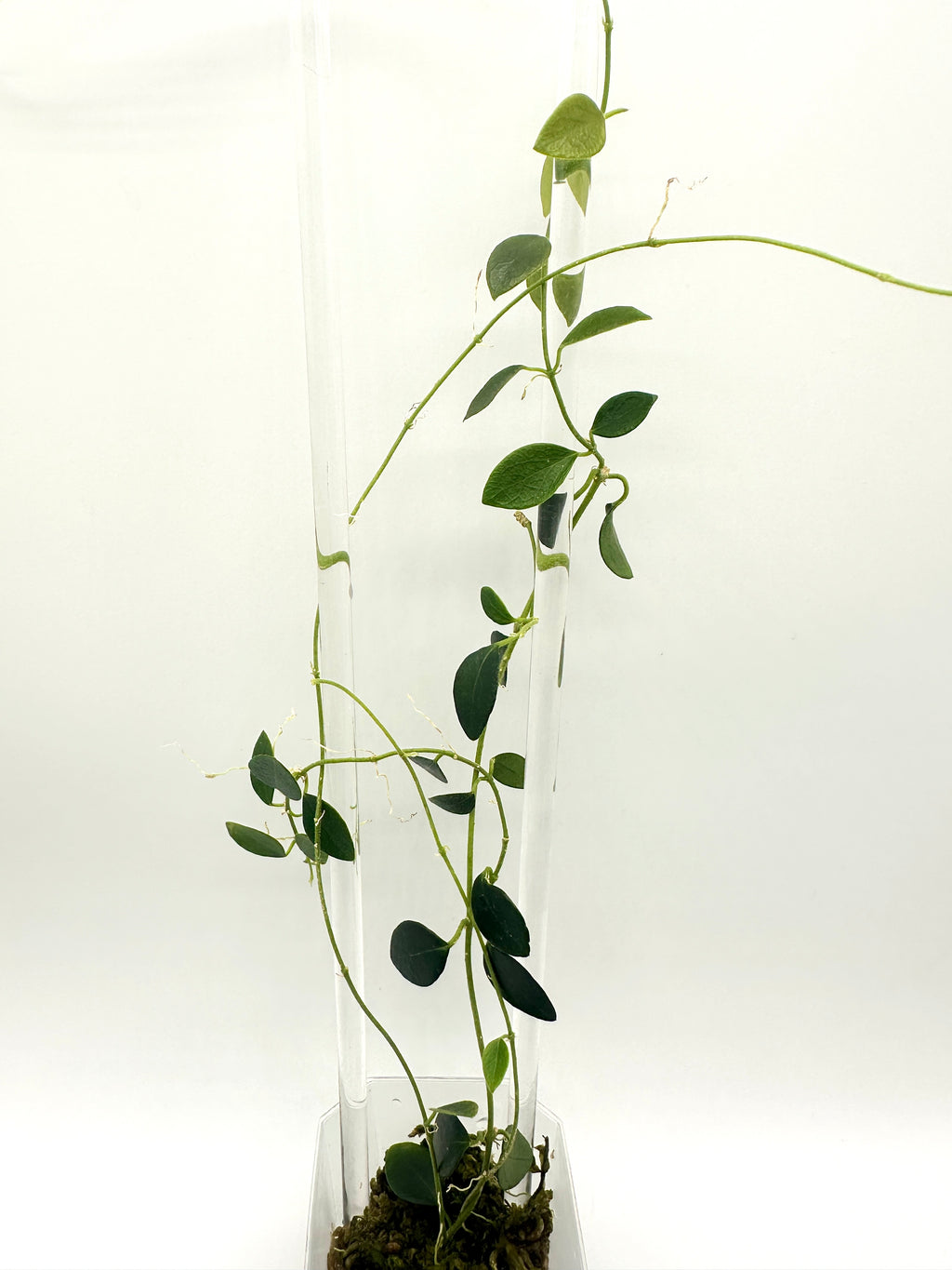 Hoya Sp. IM-08