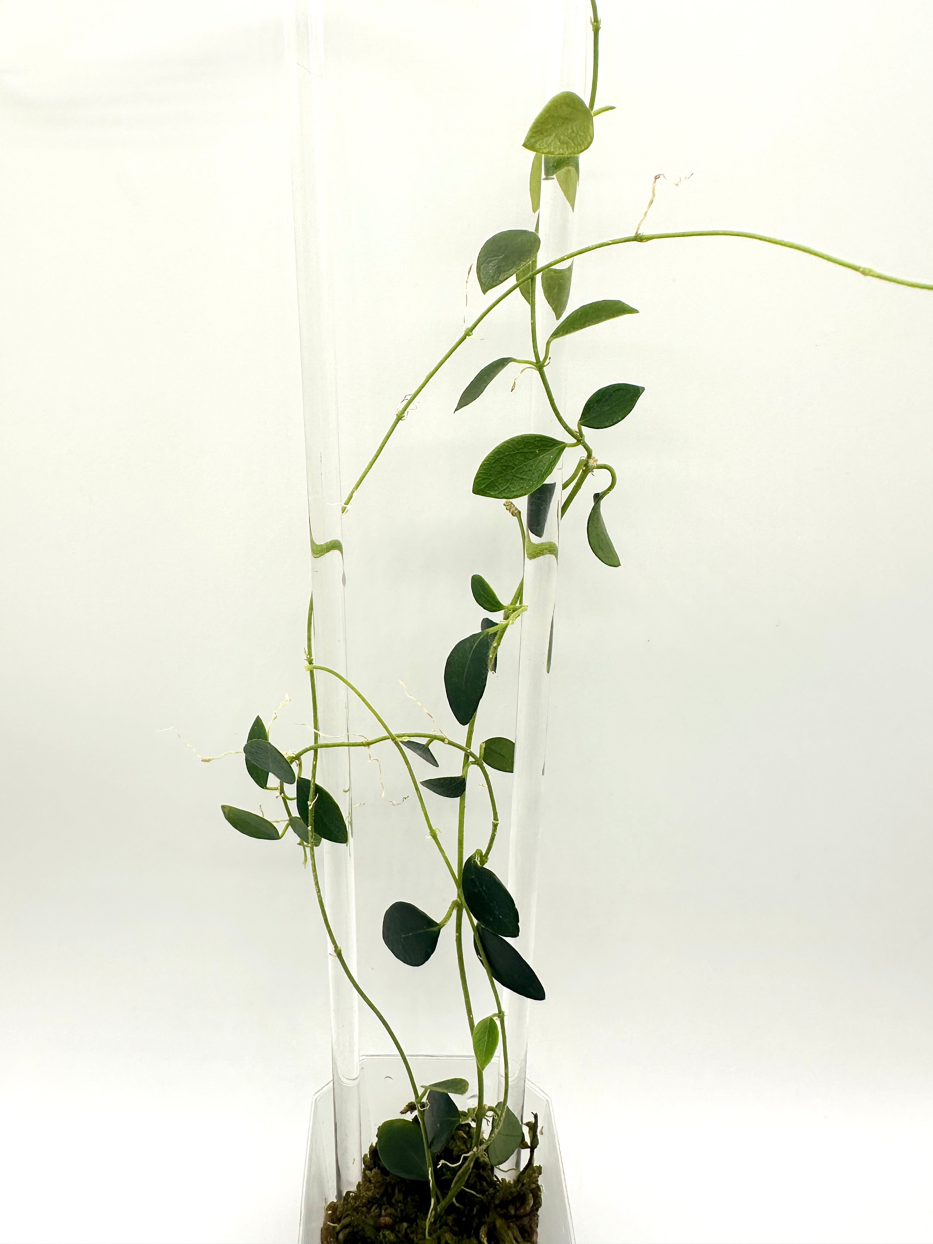 Hoya Sp. IM-08