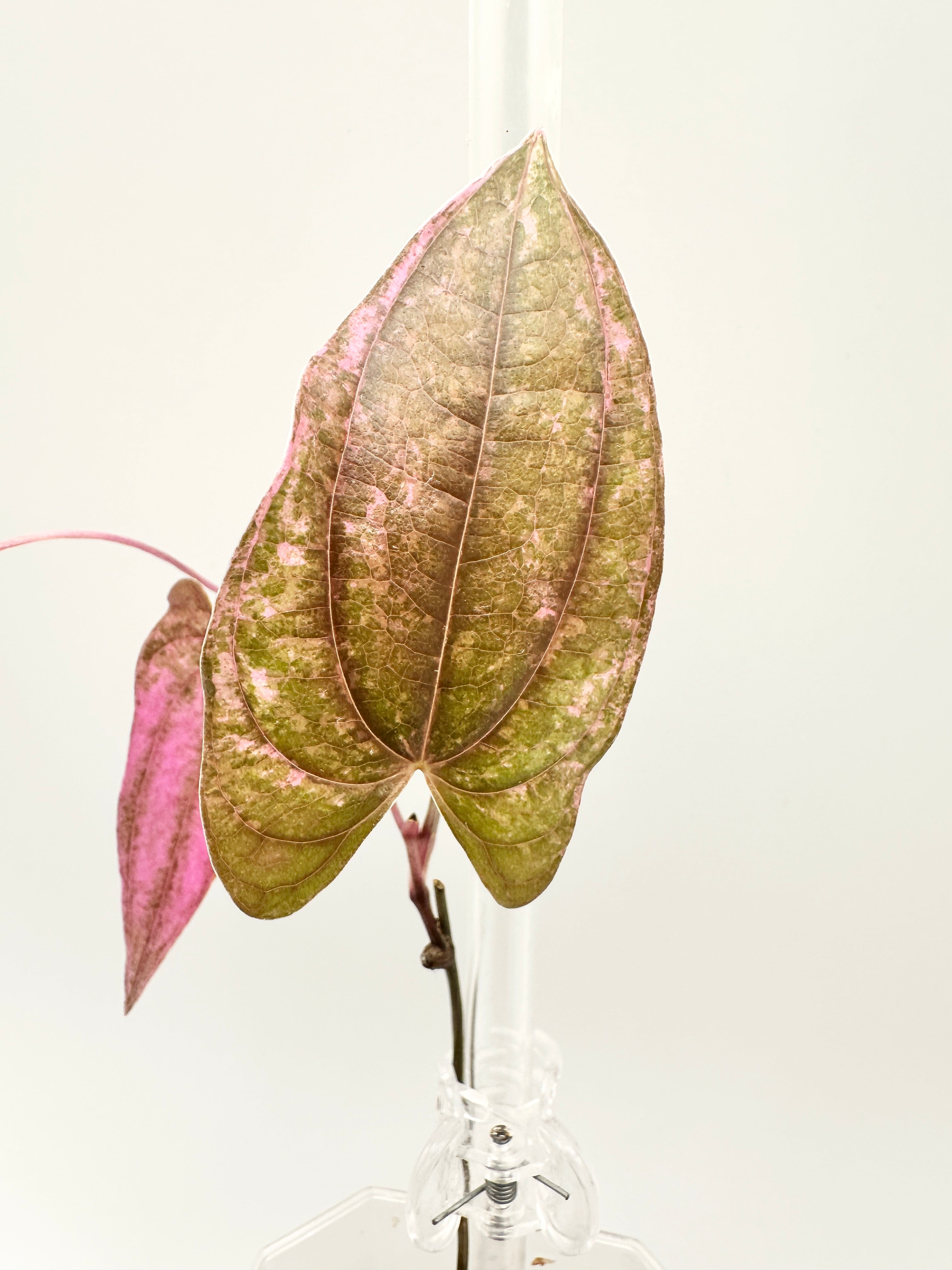 Dioscorea ‘Pink Pixel’ (RARE) 🦄