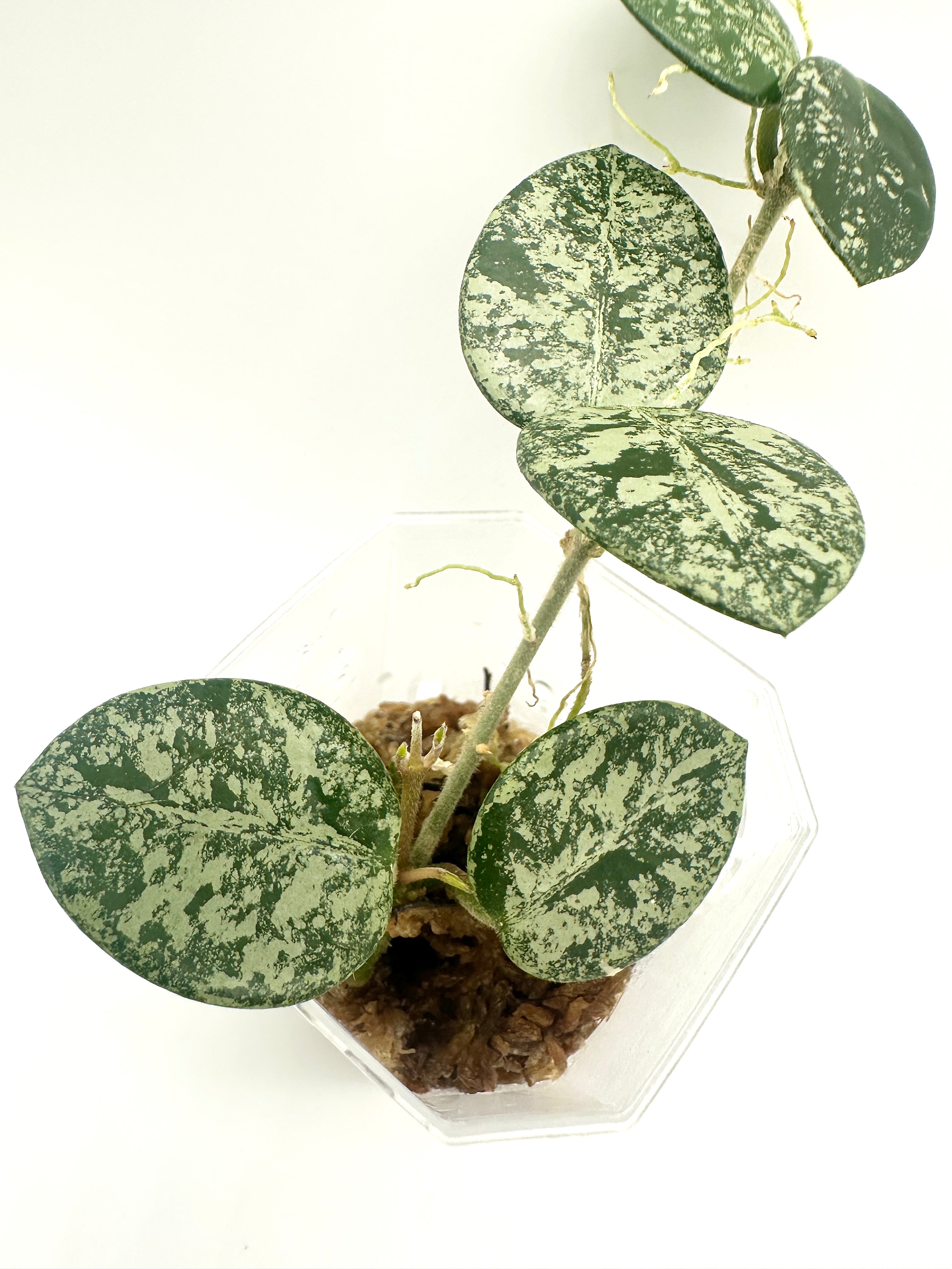 Hoya Mathilde (High Silver Splash)