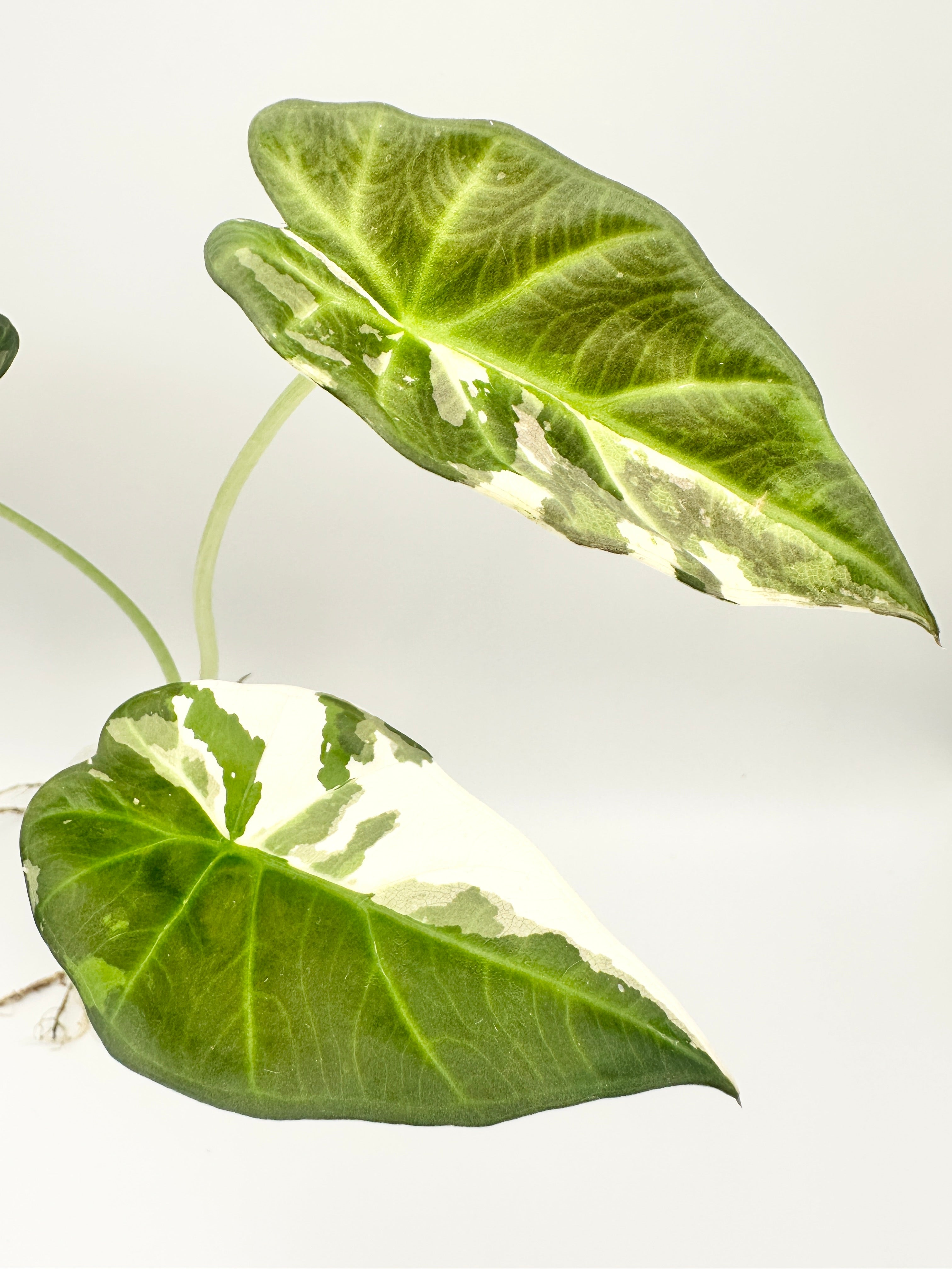 Alocasia Regal Shield Albo (Established, Big)