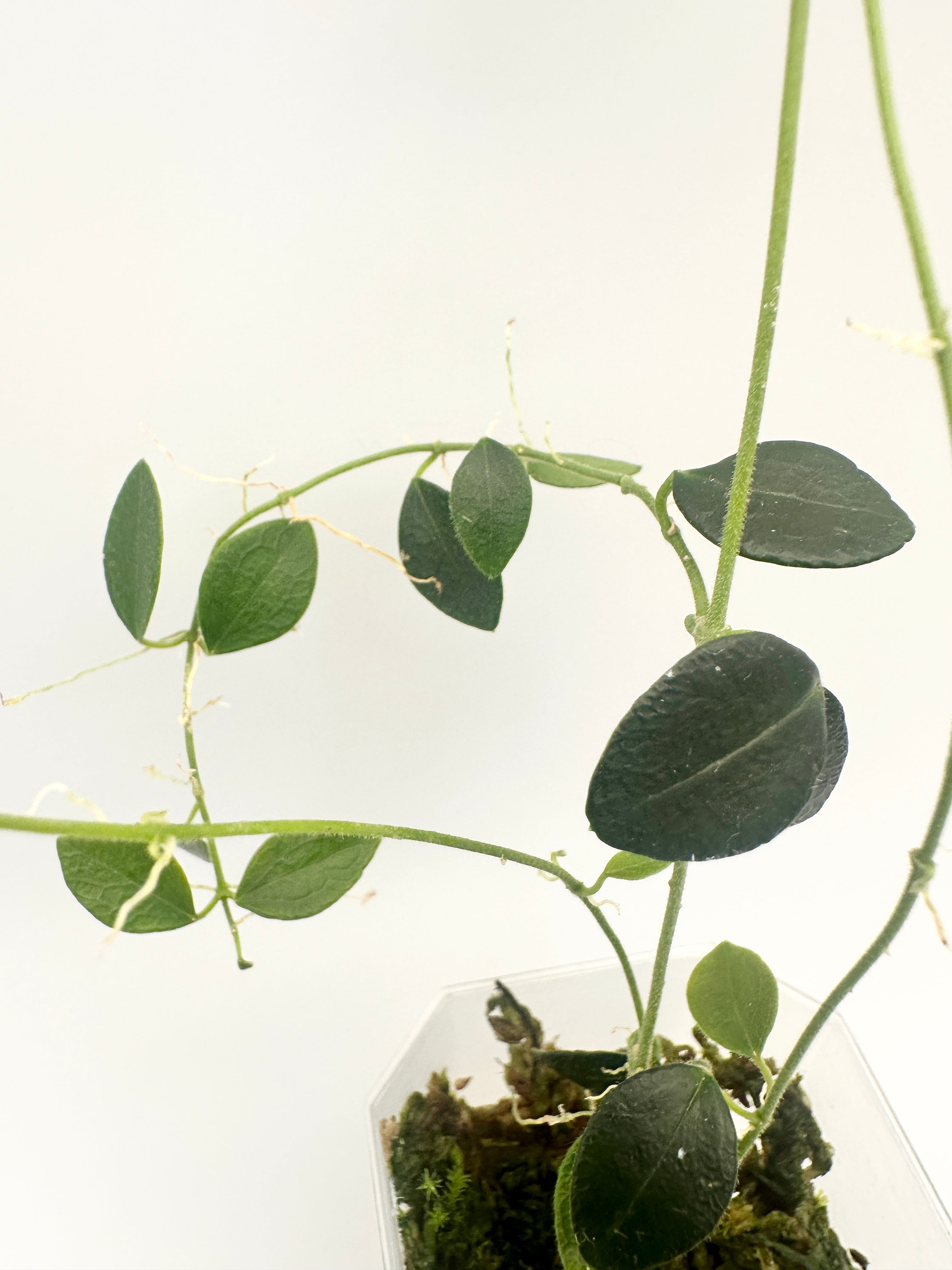 Hoya IM-08