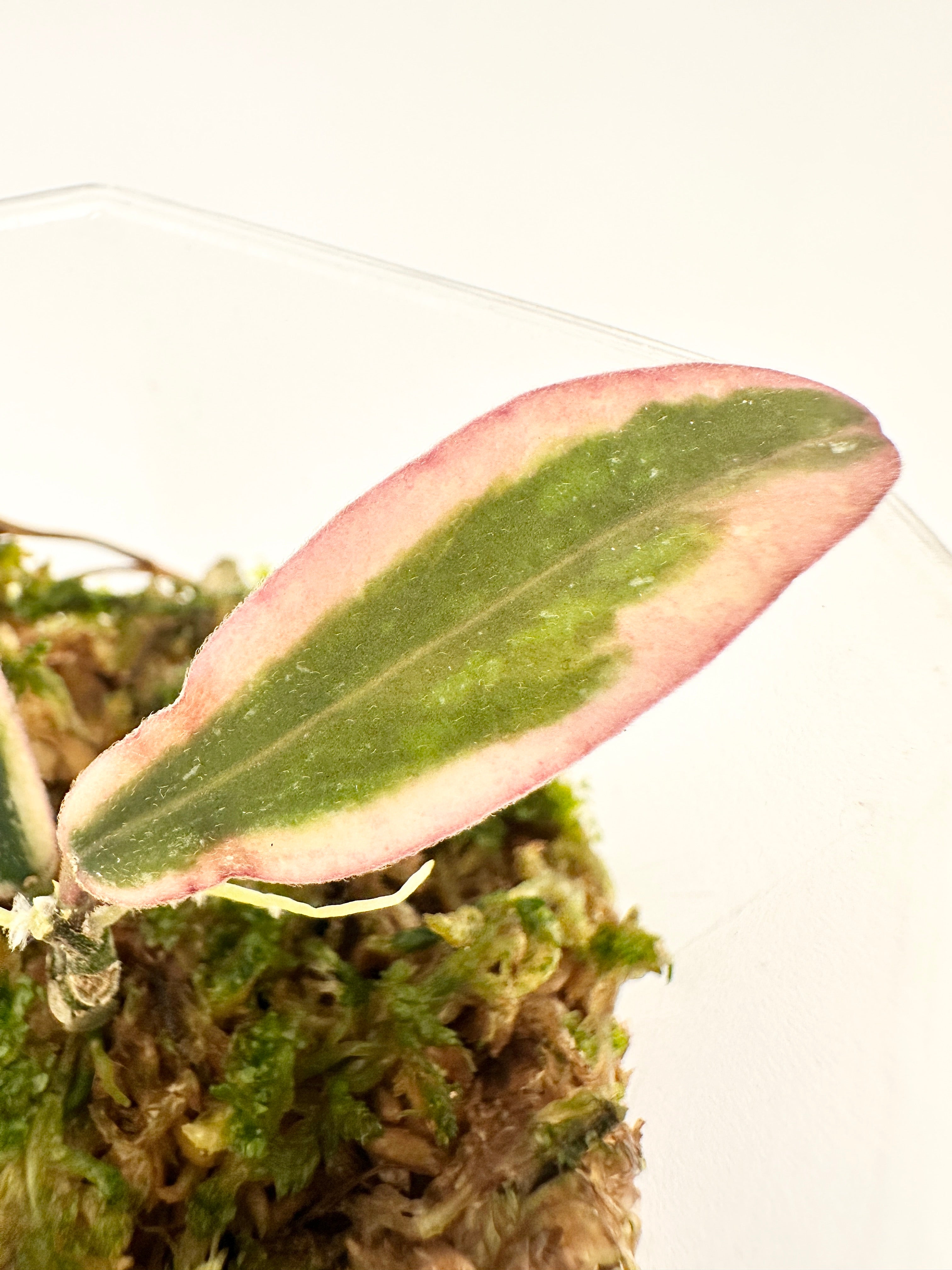 Hoya Sigillatis Albomarginata Splash