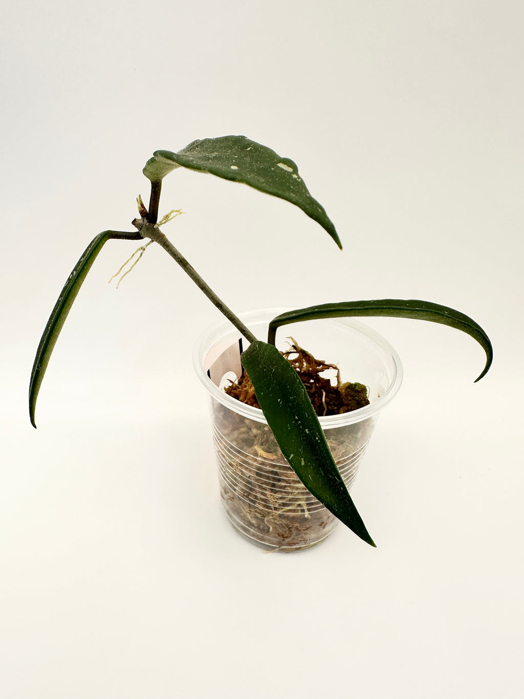 Hoya Mirabilis Clone