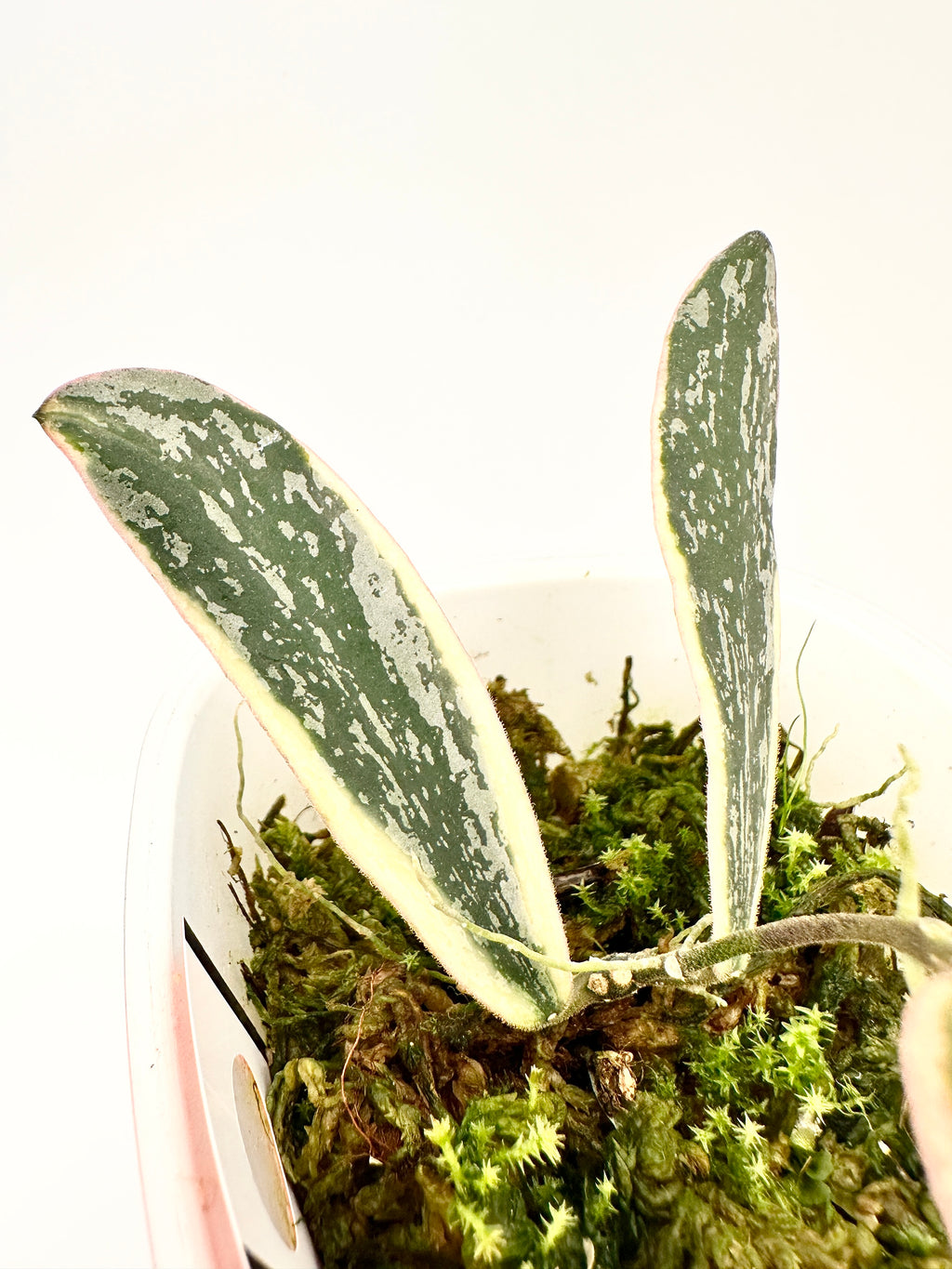 Hoya Sigillatis Albomarginata Splash